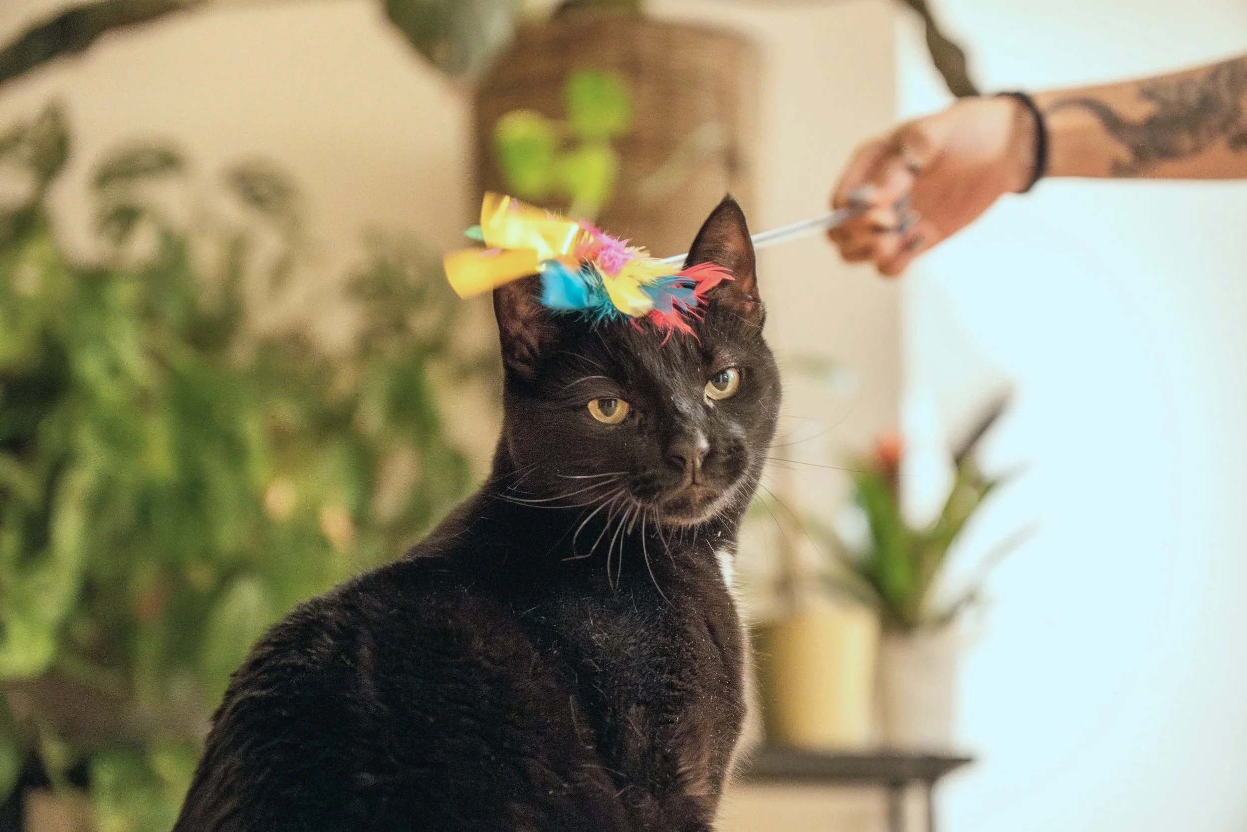 A black cat with yellow eyes wearing a colorful feathered headband and a yellow bow, sitting indoors with blurred green plants in the background.