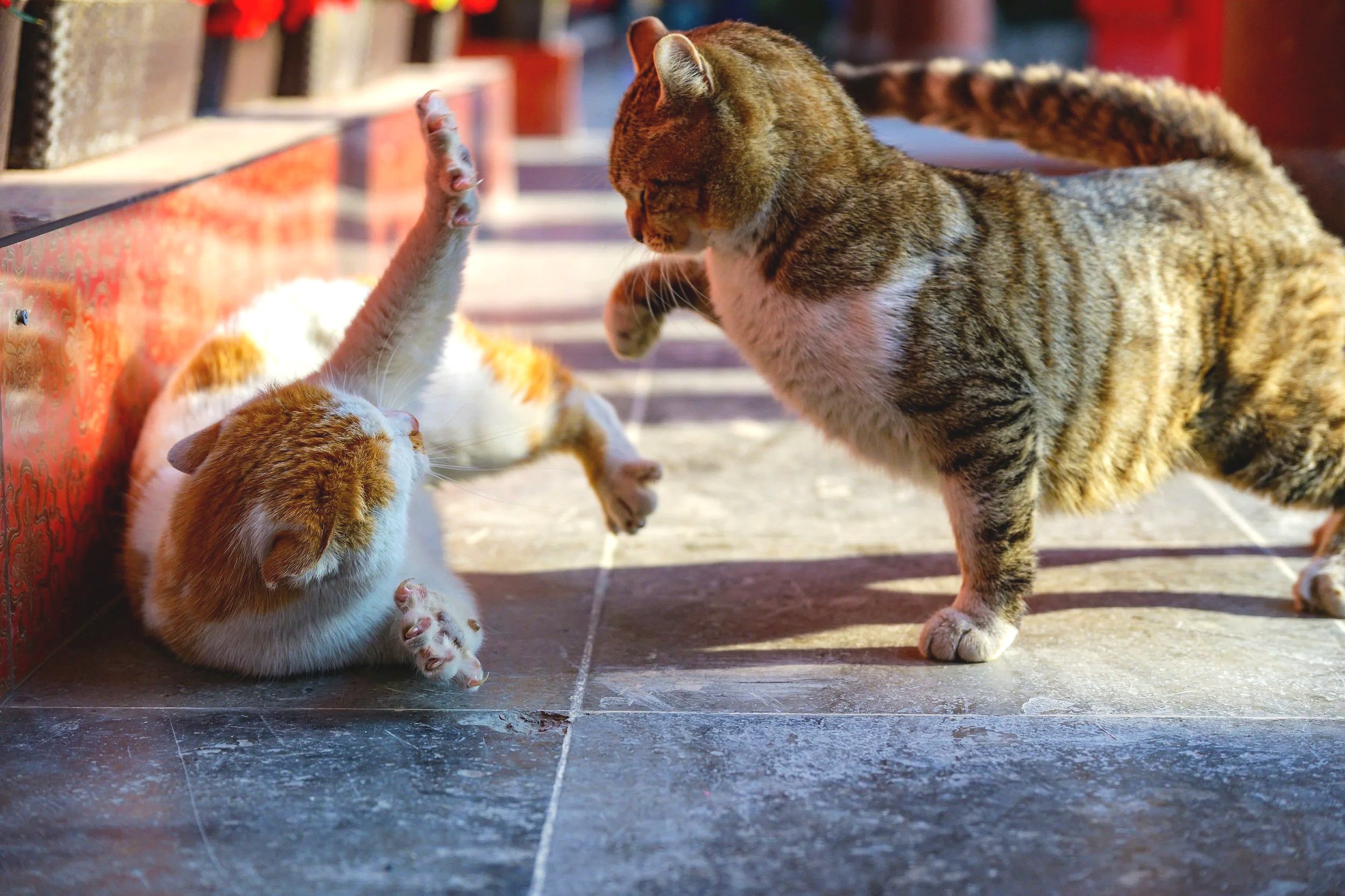 white and orange cat and white and tabbu cat exhibit conflict