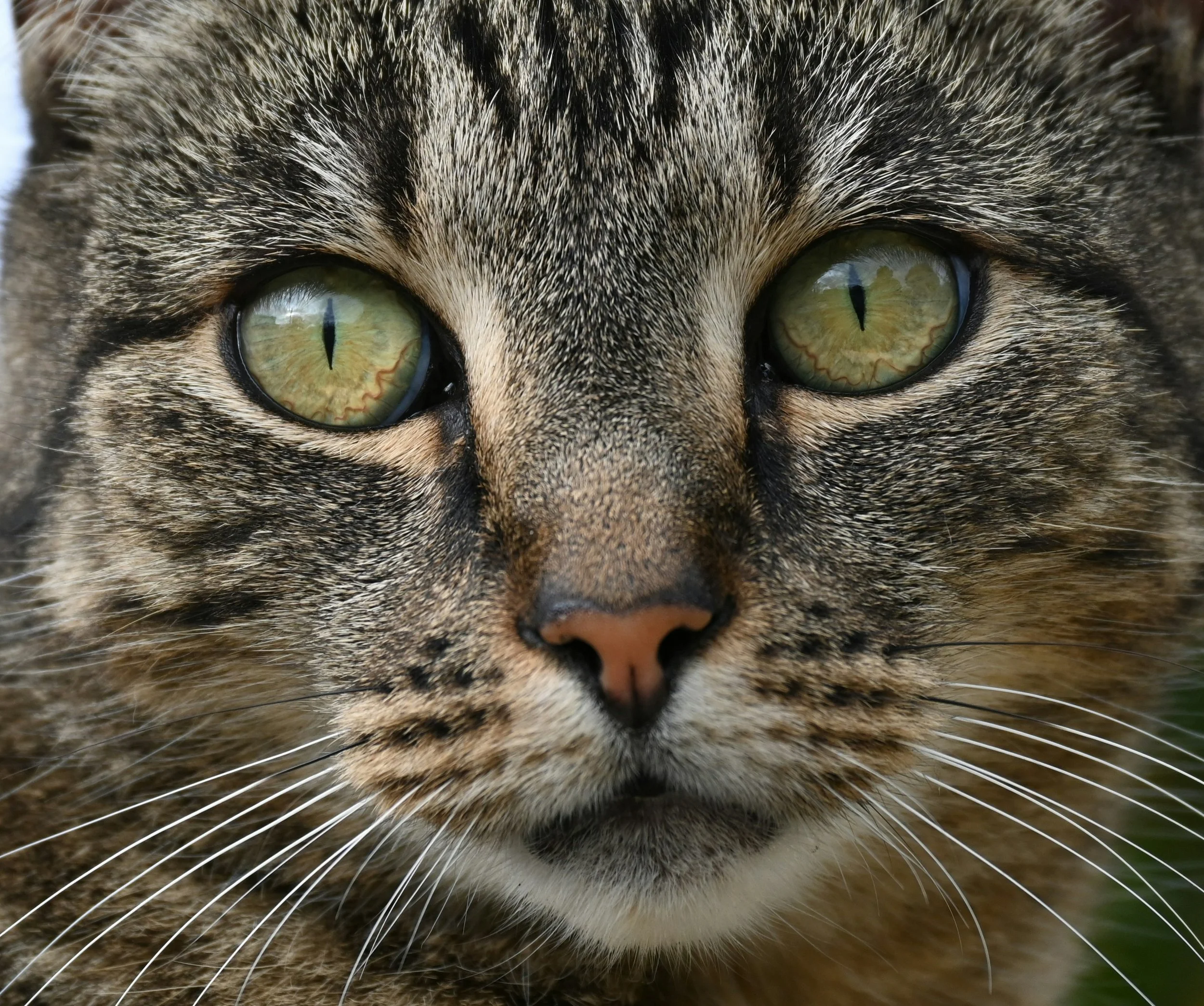 tabby cat face close up