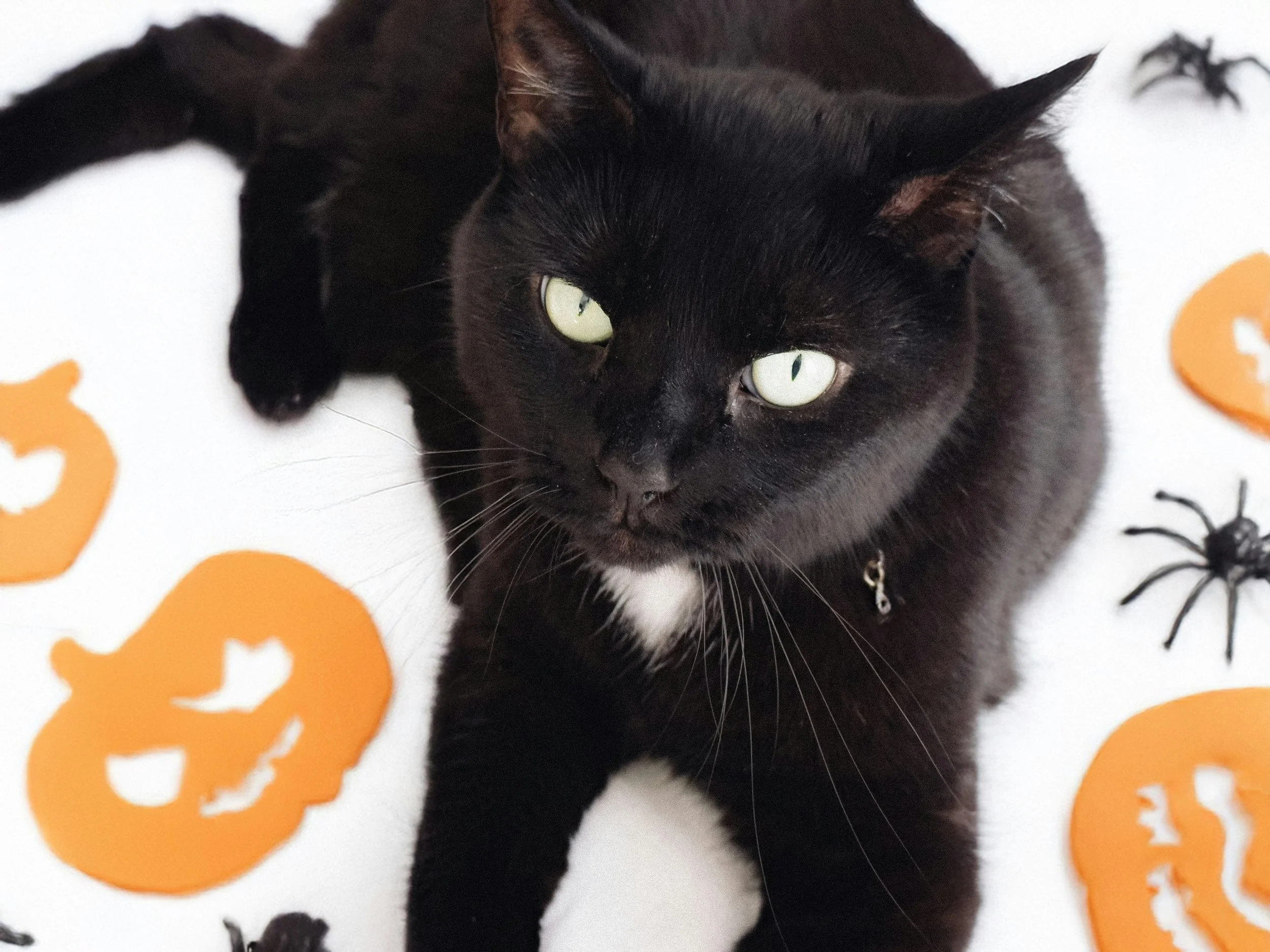 Black cat with white spot on chest relaxed on halloween