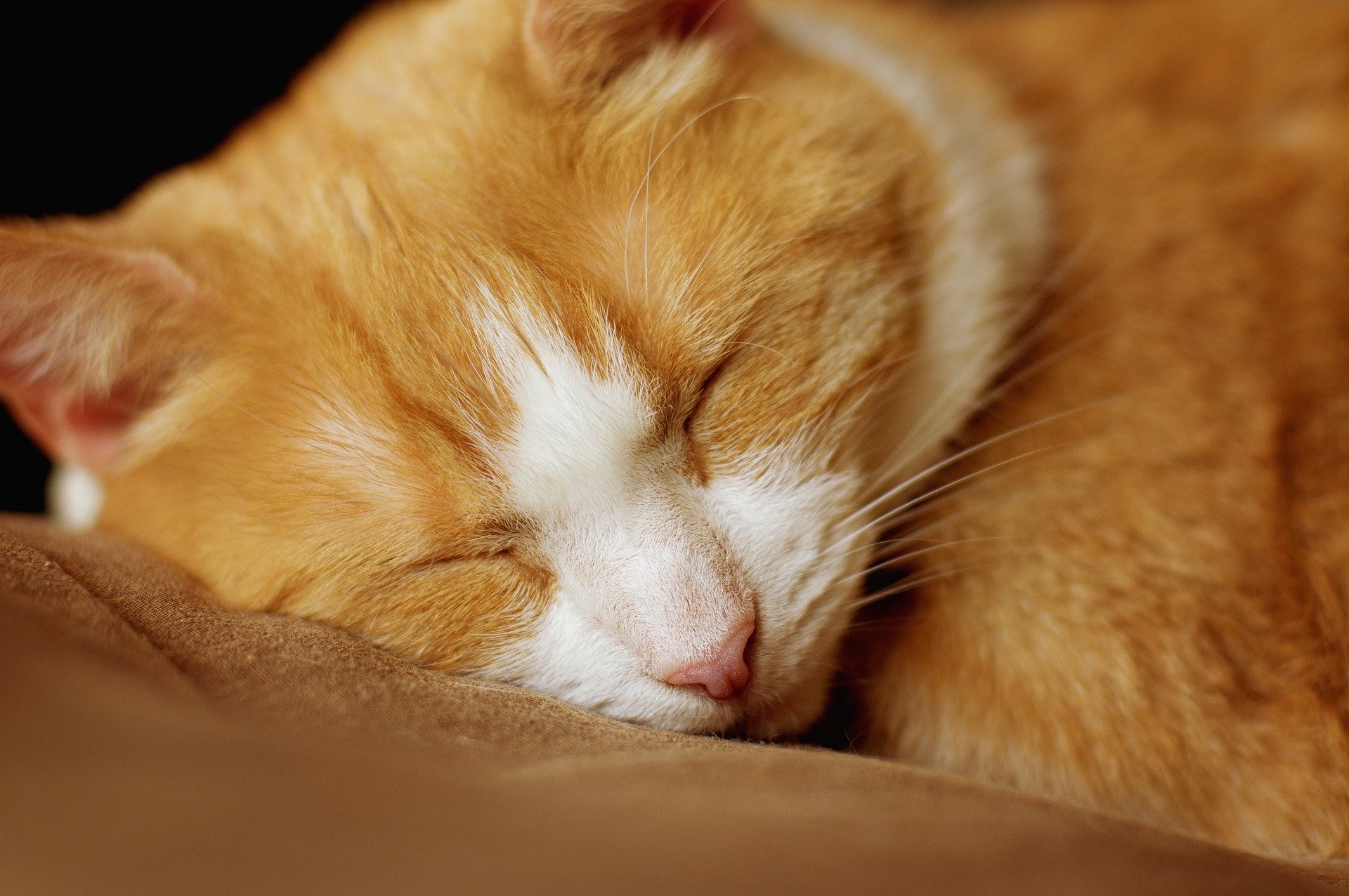Close-up of an orange tabby cat with white markings, sleeping peacefully with eyes closed and resting on a soft surface.