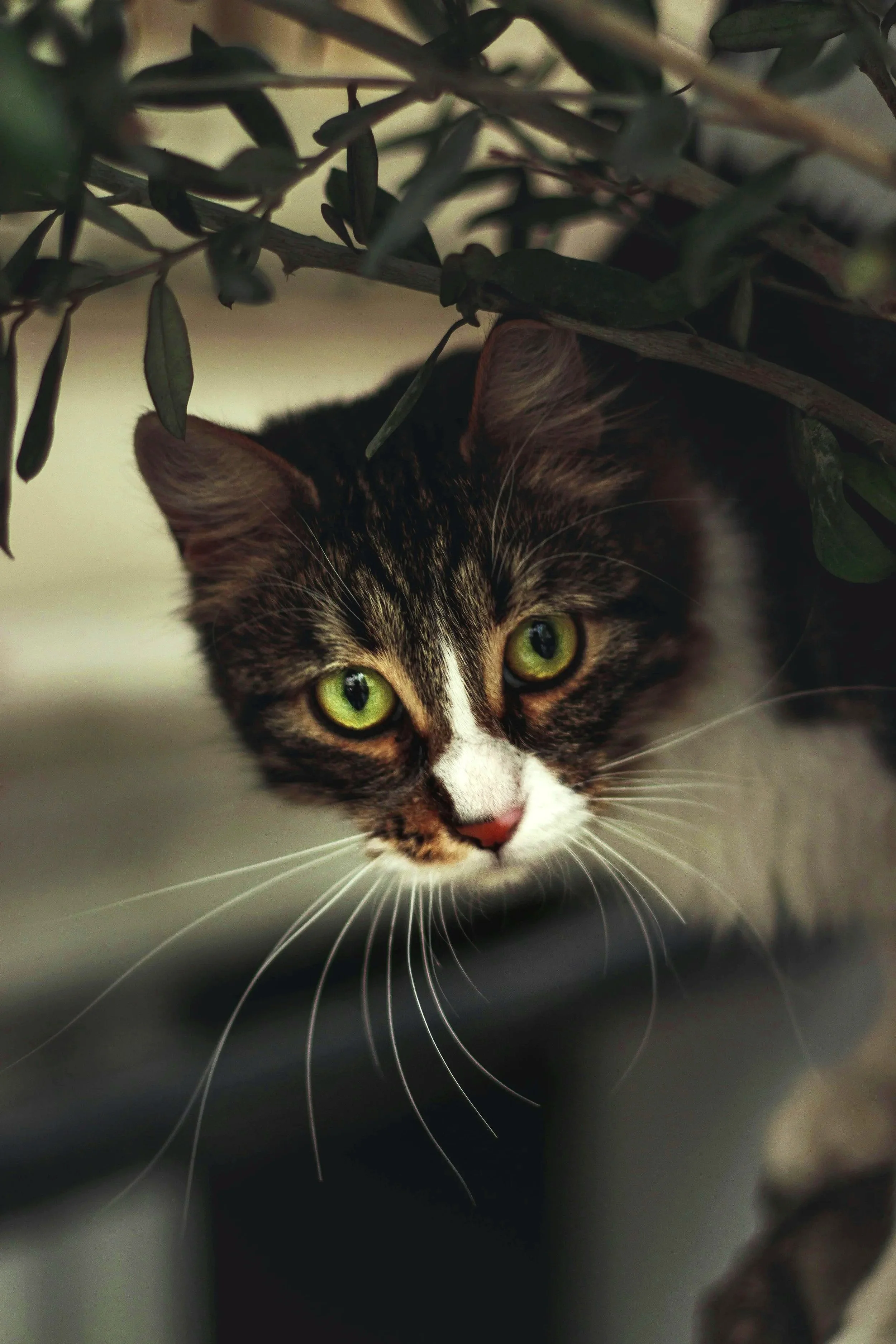 Close-up of a tabby cat with green eyes partially hidden among green leaves and branches.