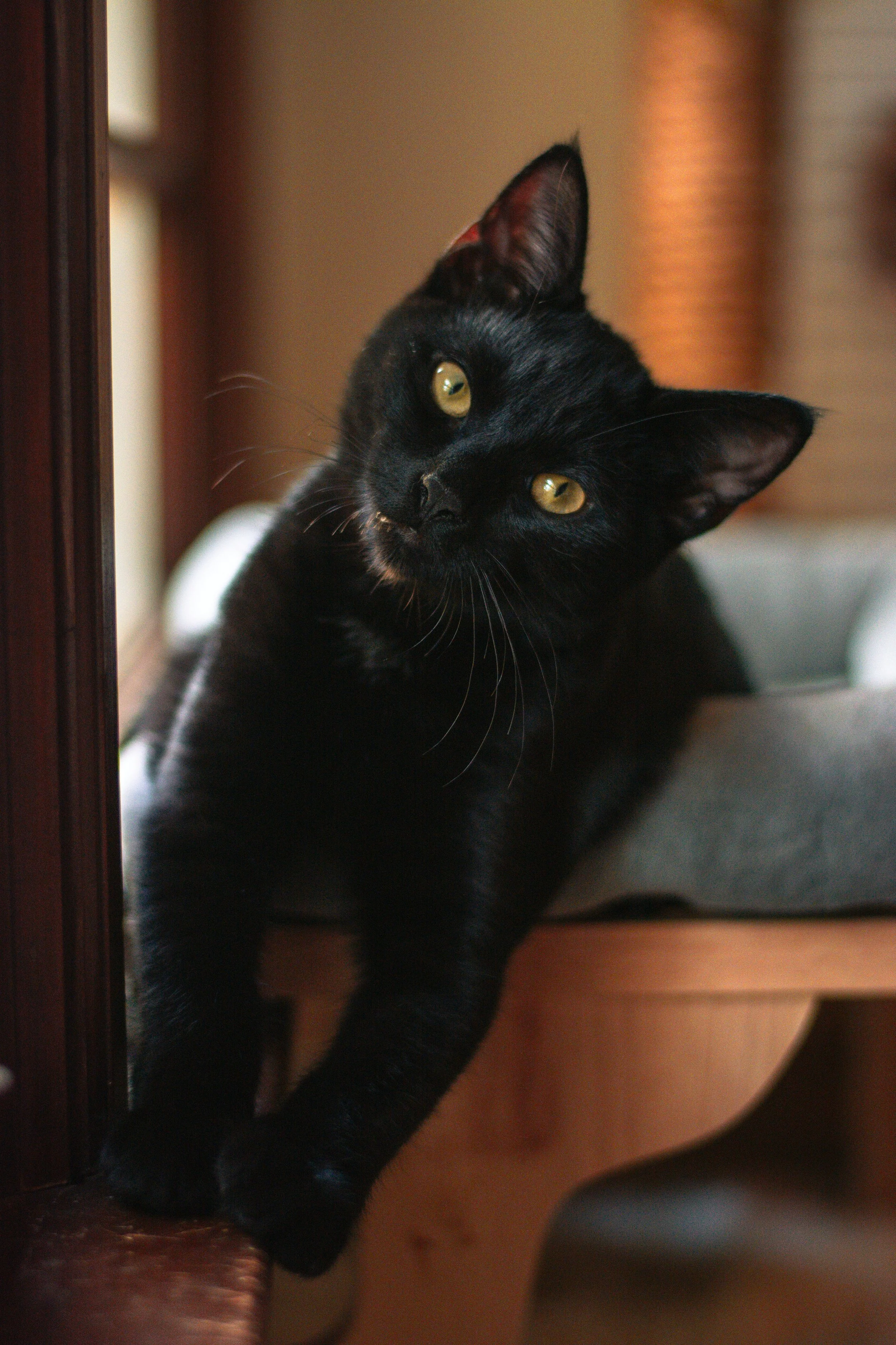 A black cat with yellow eyes in a domestic setting.