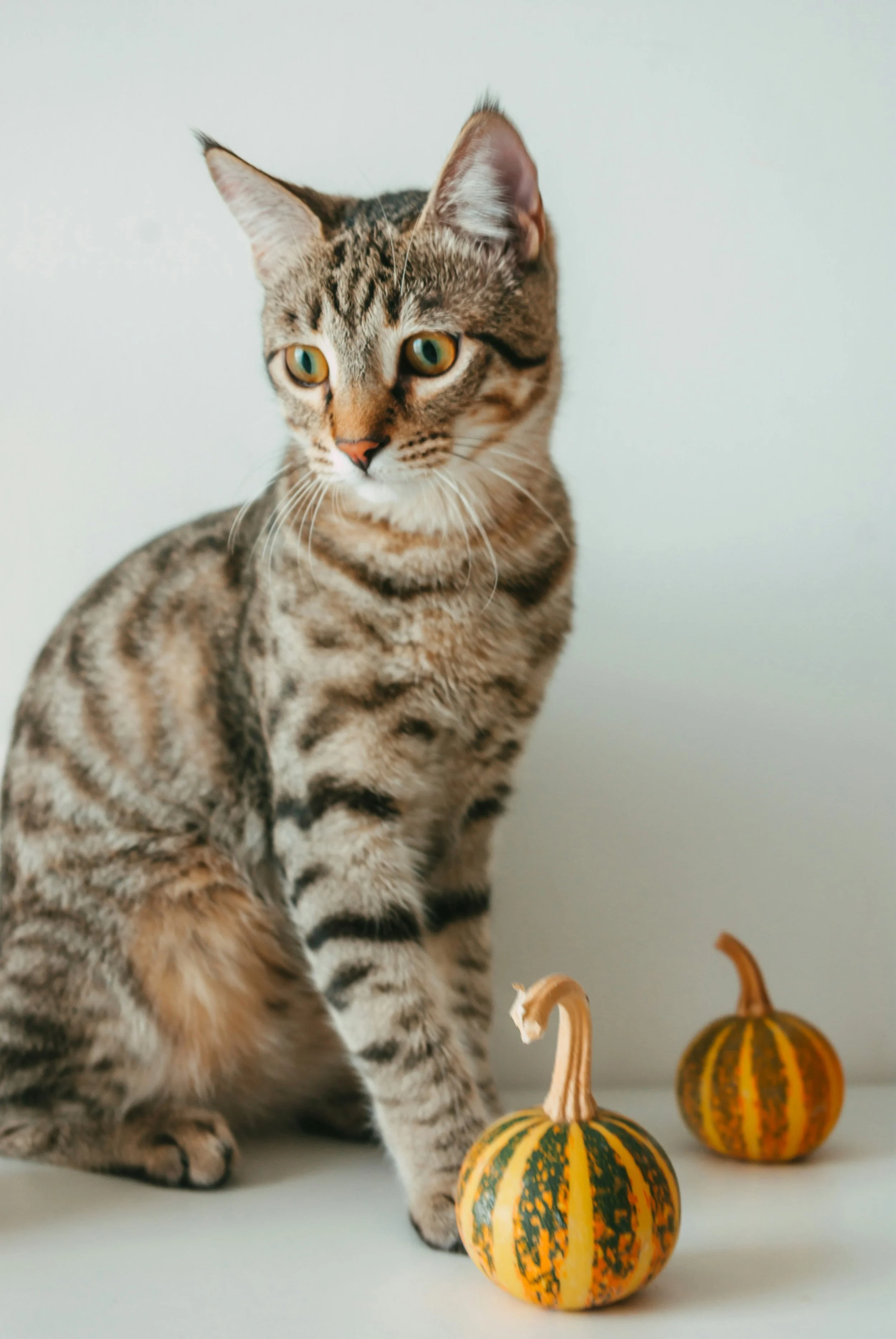 brown tabby cat with 2 small pumpkins
