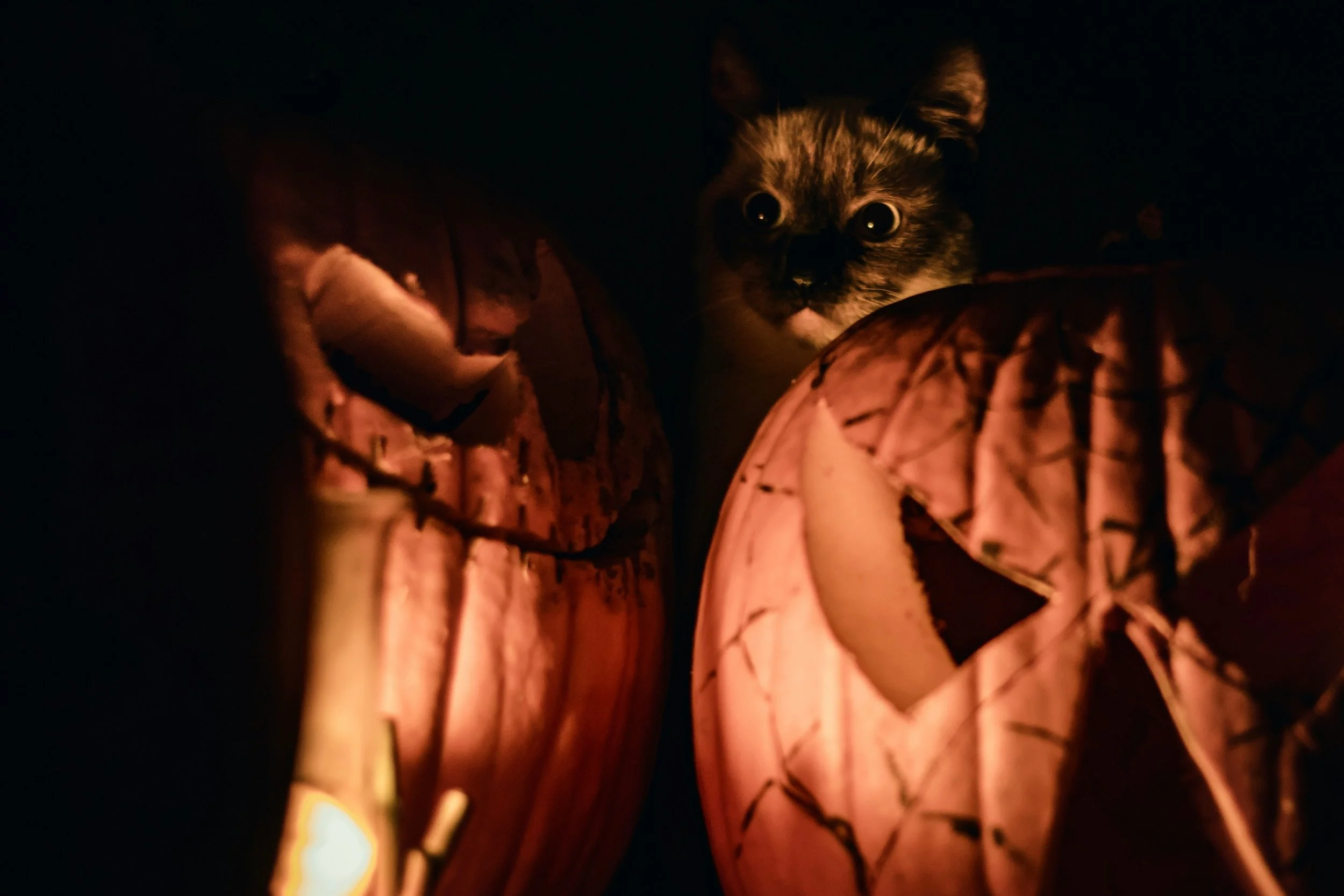 tabby cat hiding behind pumpkins
