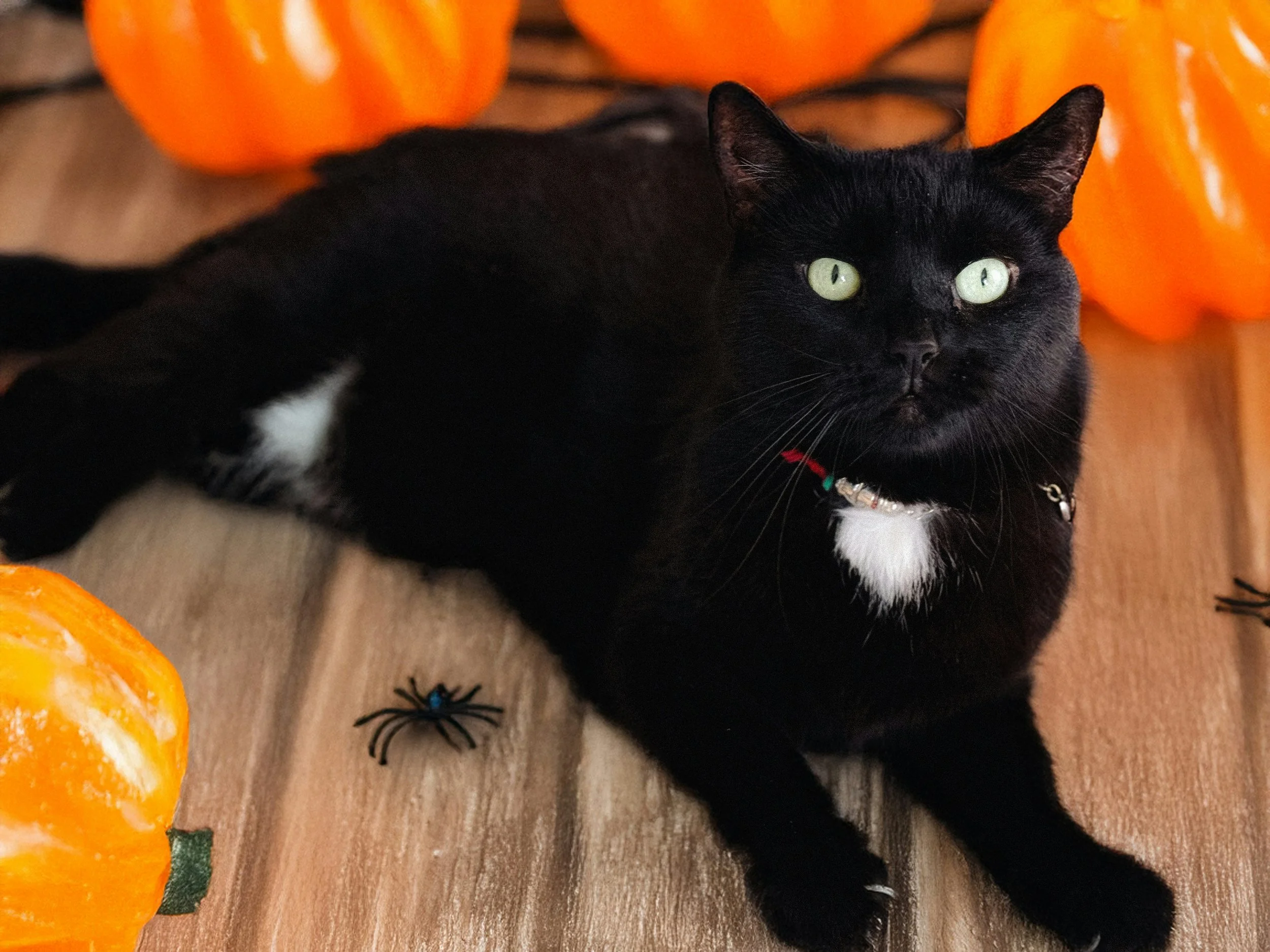 tuxedo cat with halloween decor
