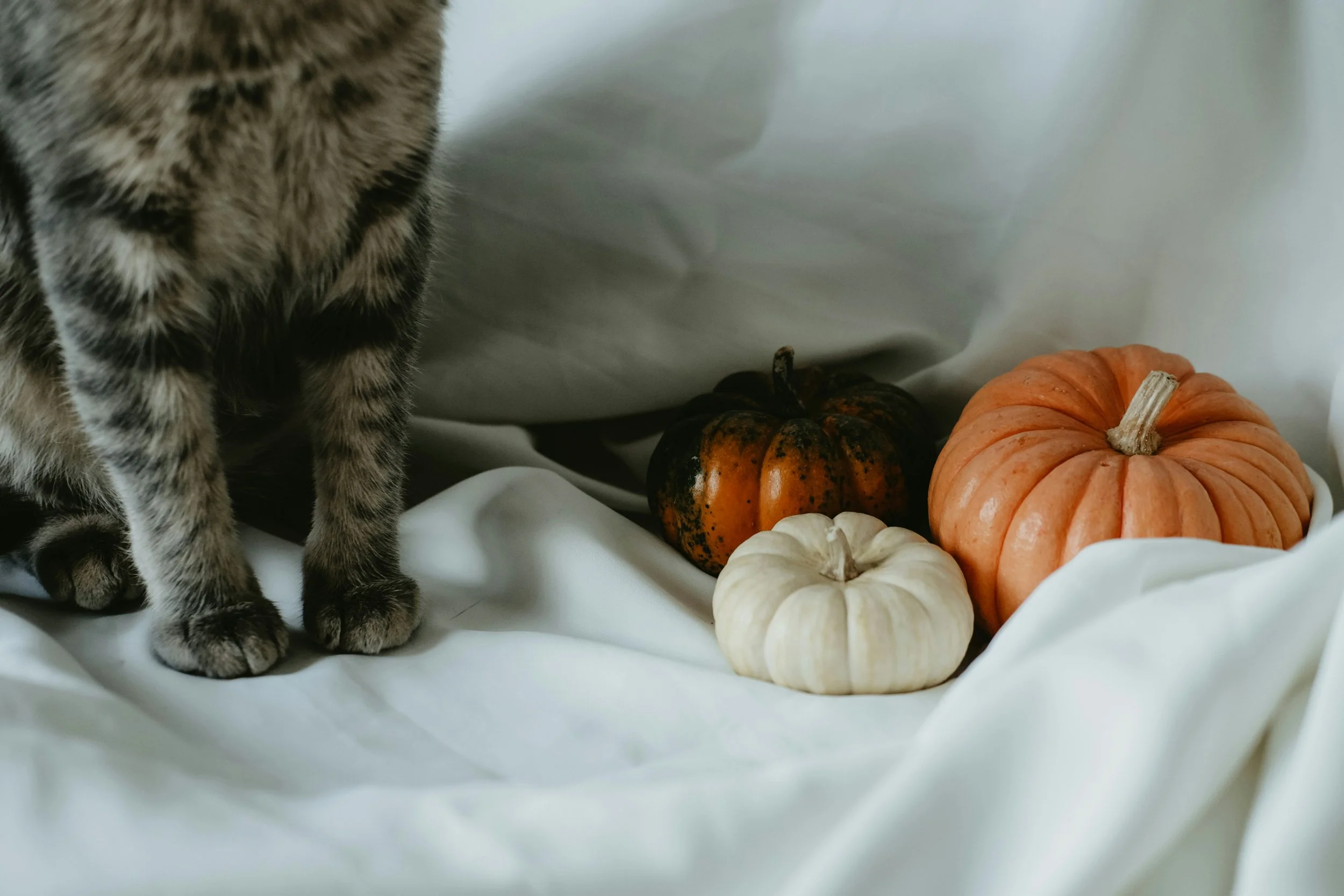 tabby cat torso and legs besides 3 pumpkins