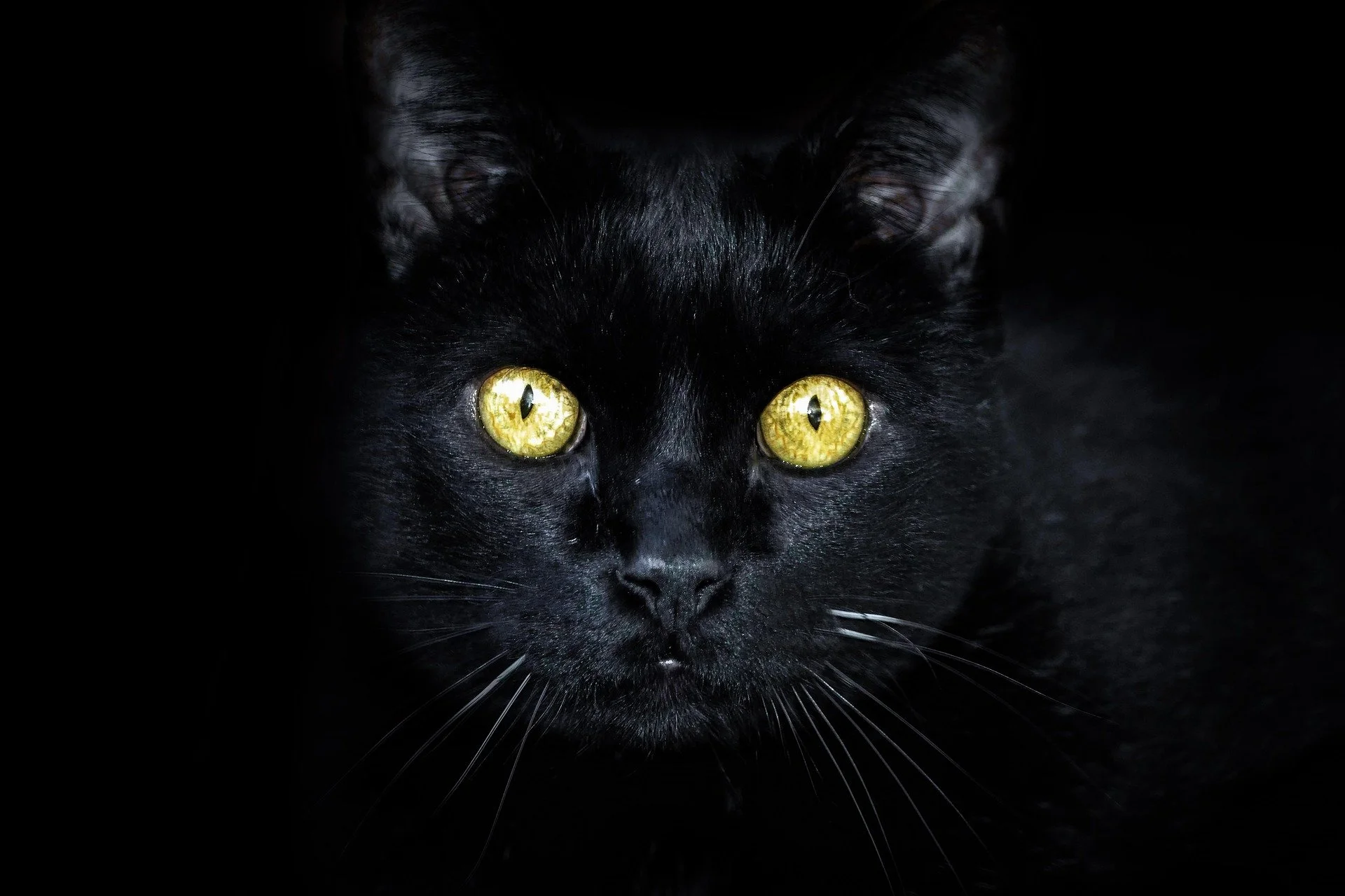 Black Cat Face Close Up Yellow Eyes