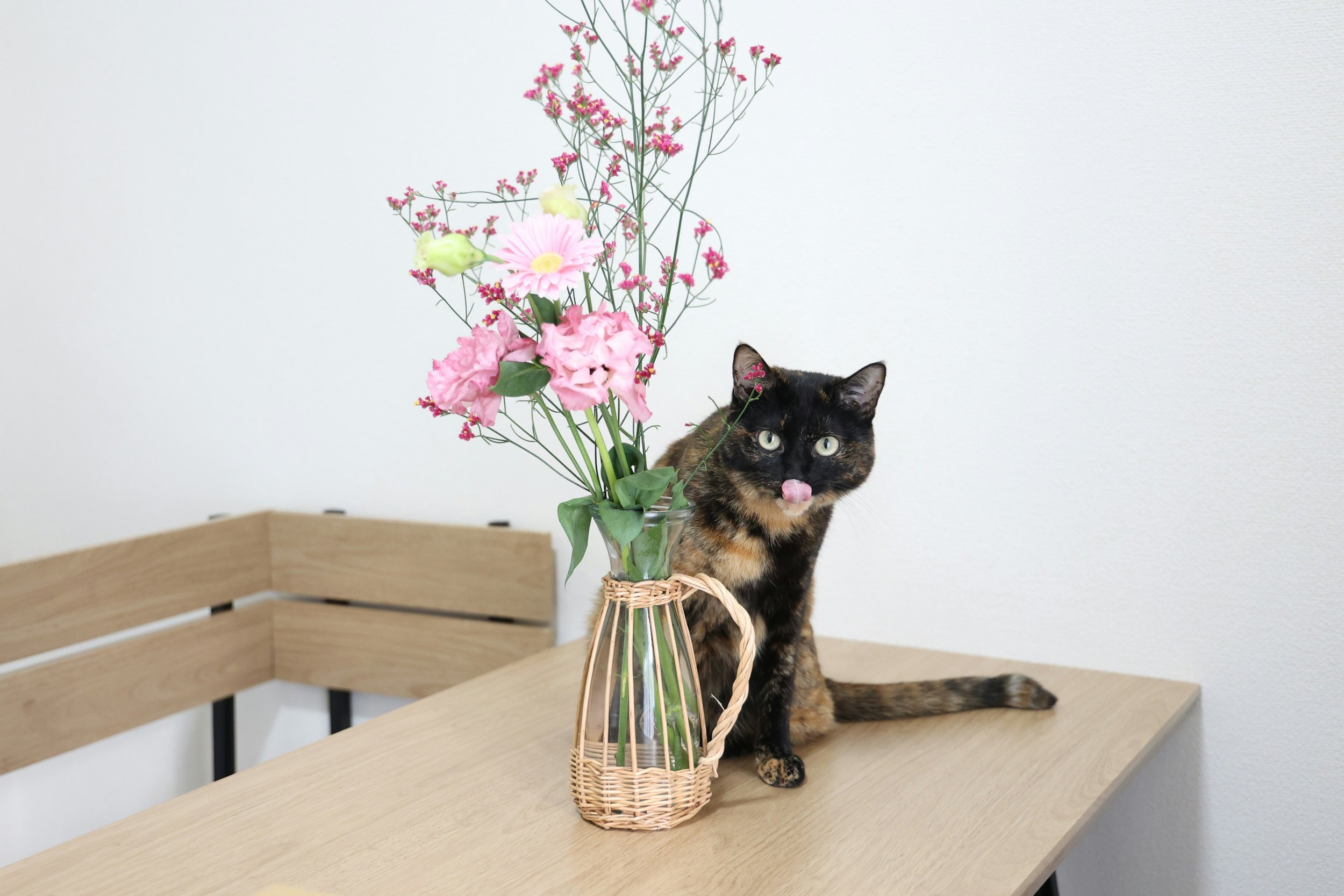A black and orange tortoiseshell cat sitting behind a glass vase of pink flowers on a wooden table, with a plain light-colored wall in the background.