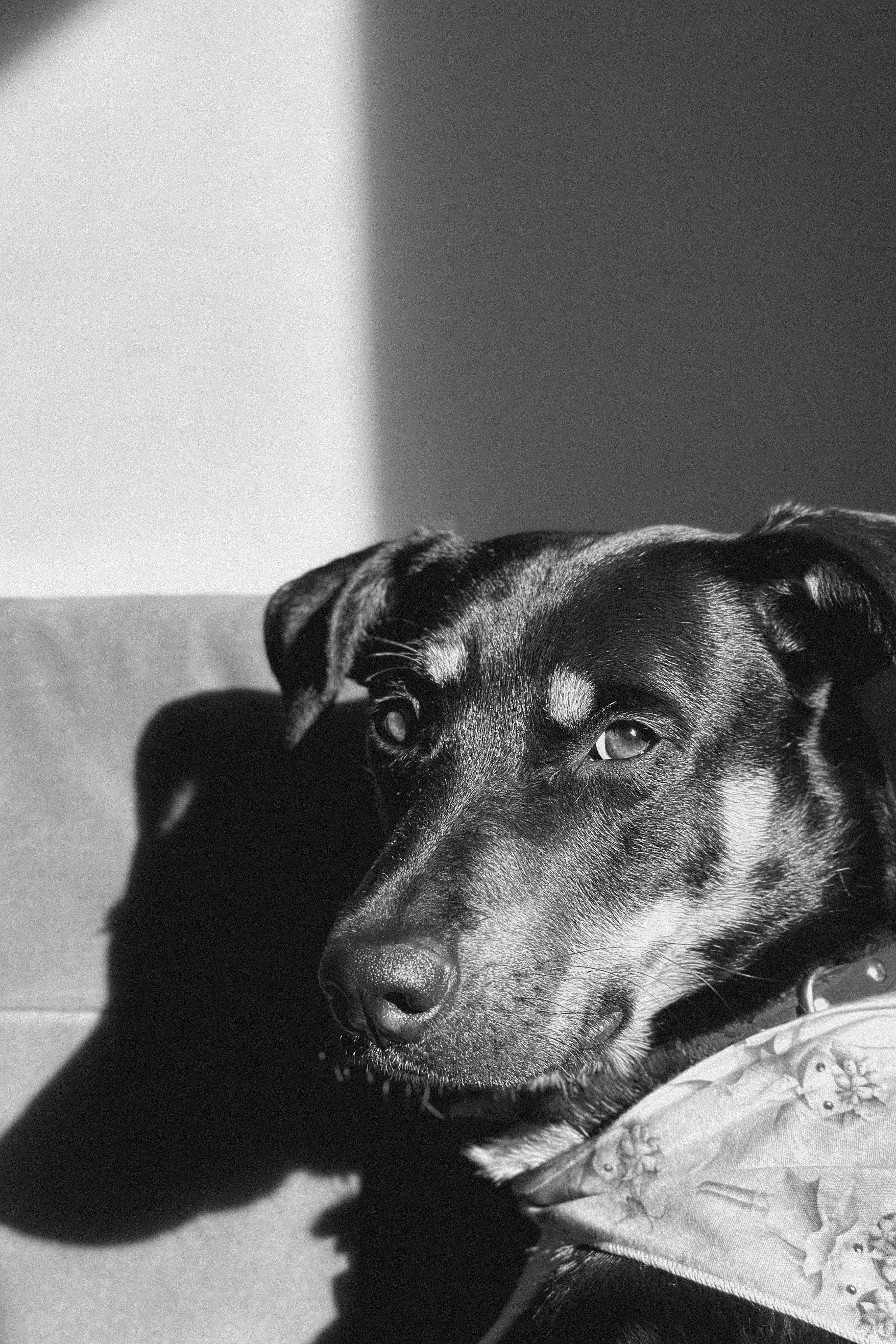 Cachorro de pele escura e olhos claros, deitado no chão, com sombra projetada na parede ao fundo, em um ambiente com iluminação natural.