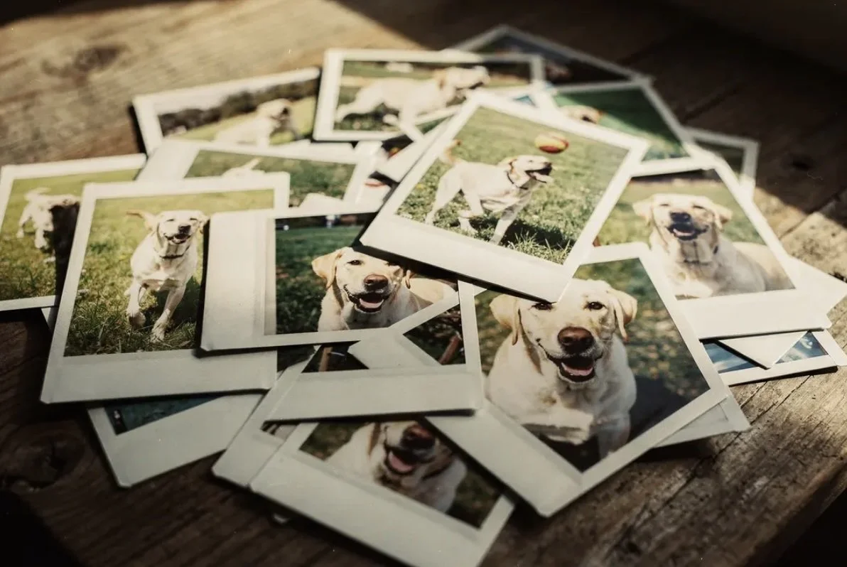 Why Pet Loss Feels Overwhelming