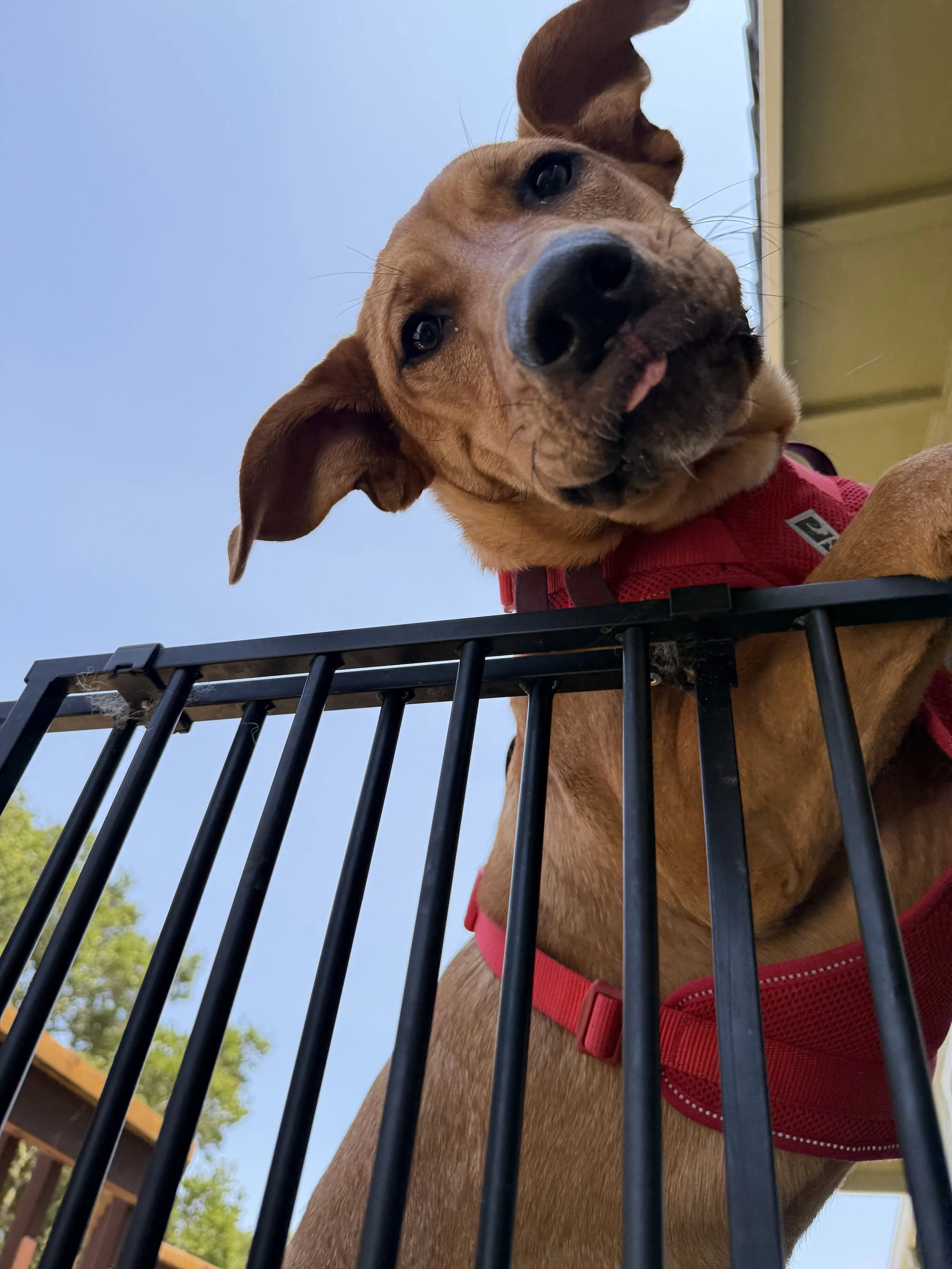 Close-up of a brown dog with a black nose and floppy ears, looking down at the camera from inside a black wire crate. The dog is wearing a red harness, and the background shows a clear blue sky and part of a yellow structure.
