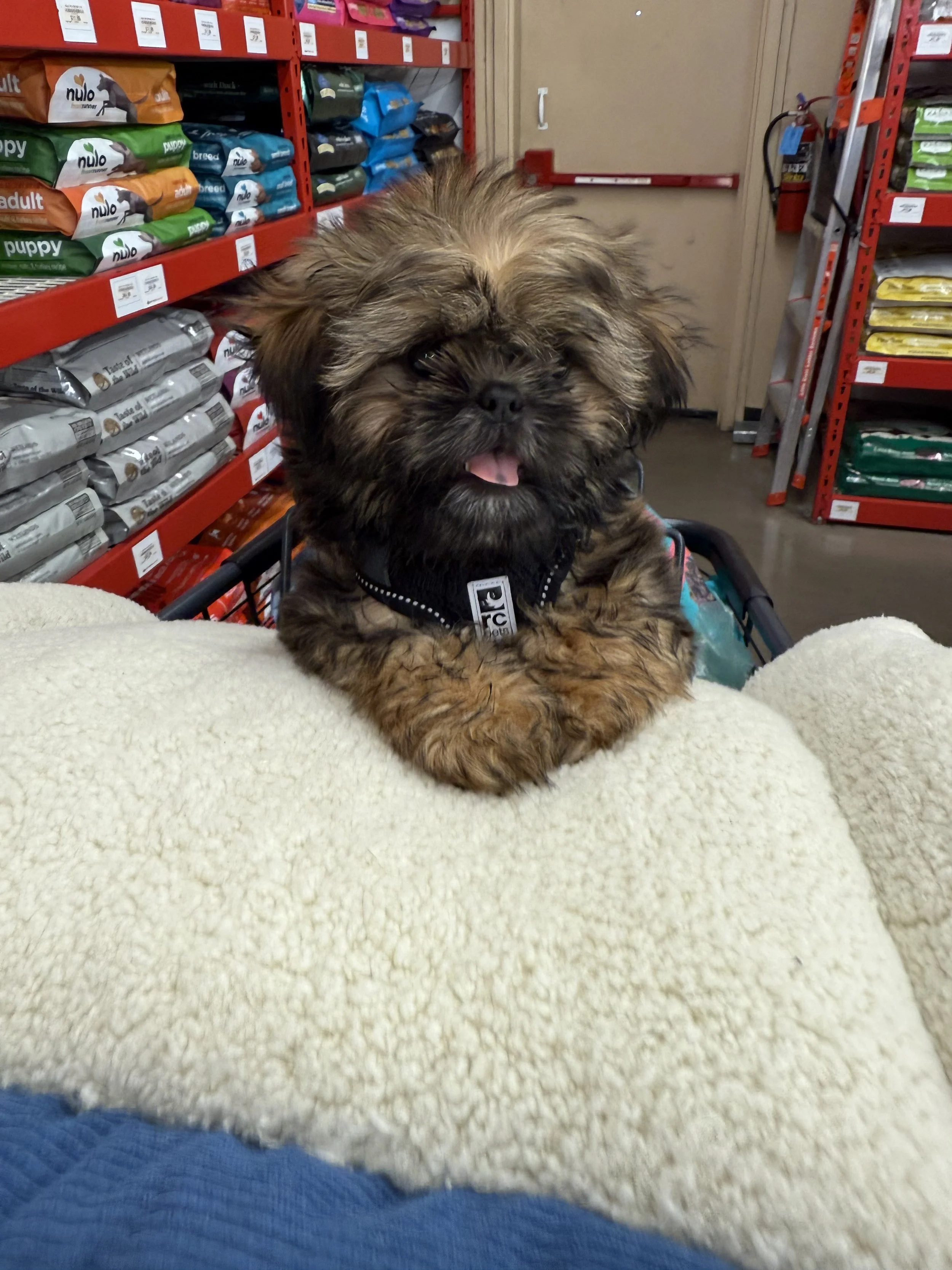 A small fluffy dog with a black harness resting its paws on a person's leg in a pet store aisle with shelves of pet food.