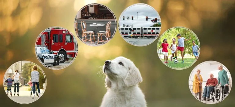 Collage of various scenes including a police vehicle, restaurant indoor seating, train, children playing soccer, pedestrians, and elderly in a wheelchair, with a puppy in the foreground.