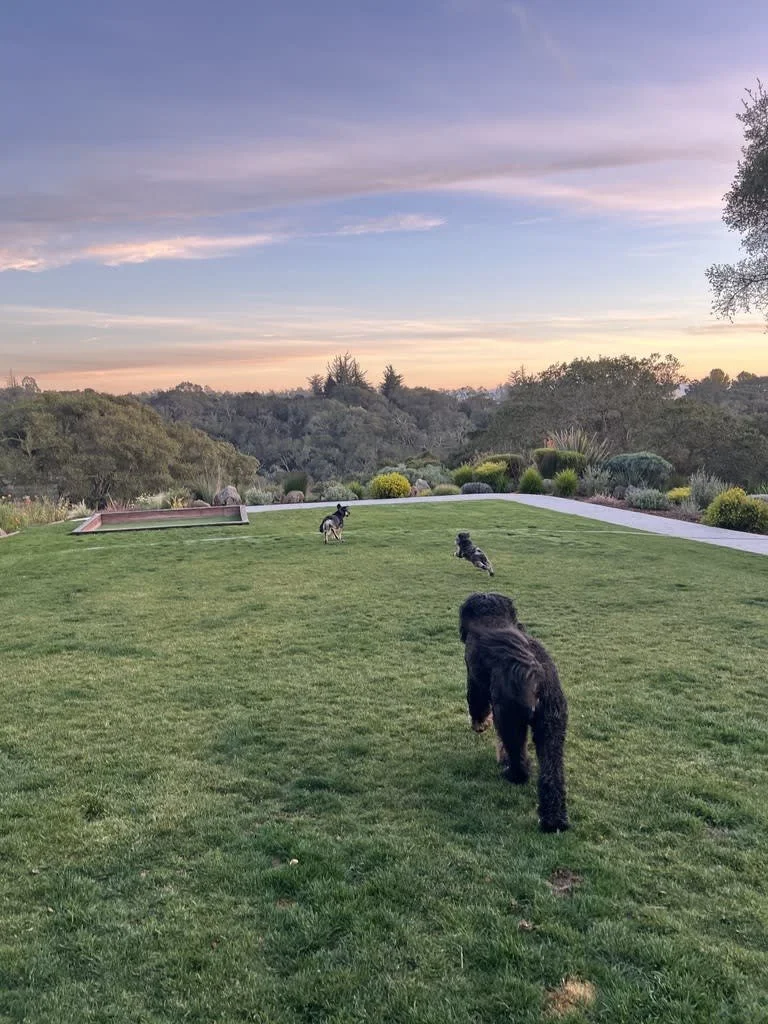 Four dogs running on a lush green lawn with a garden and trees in the background during sunset.