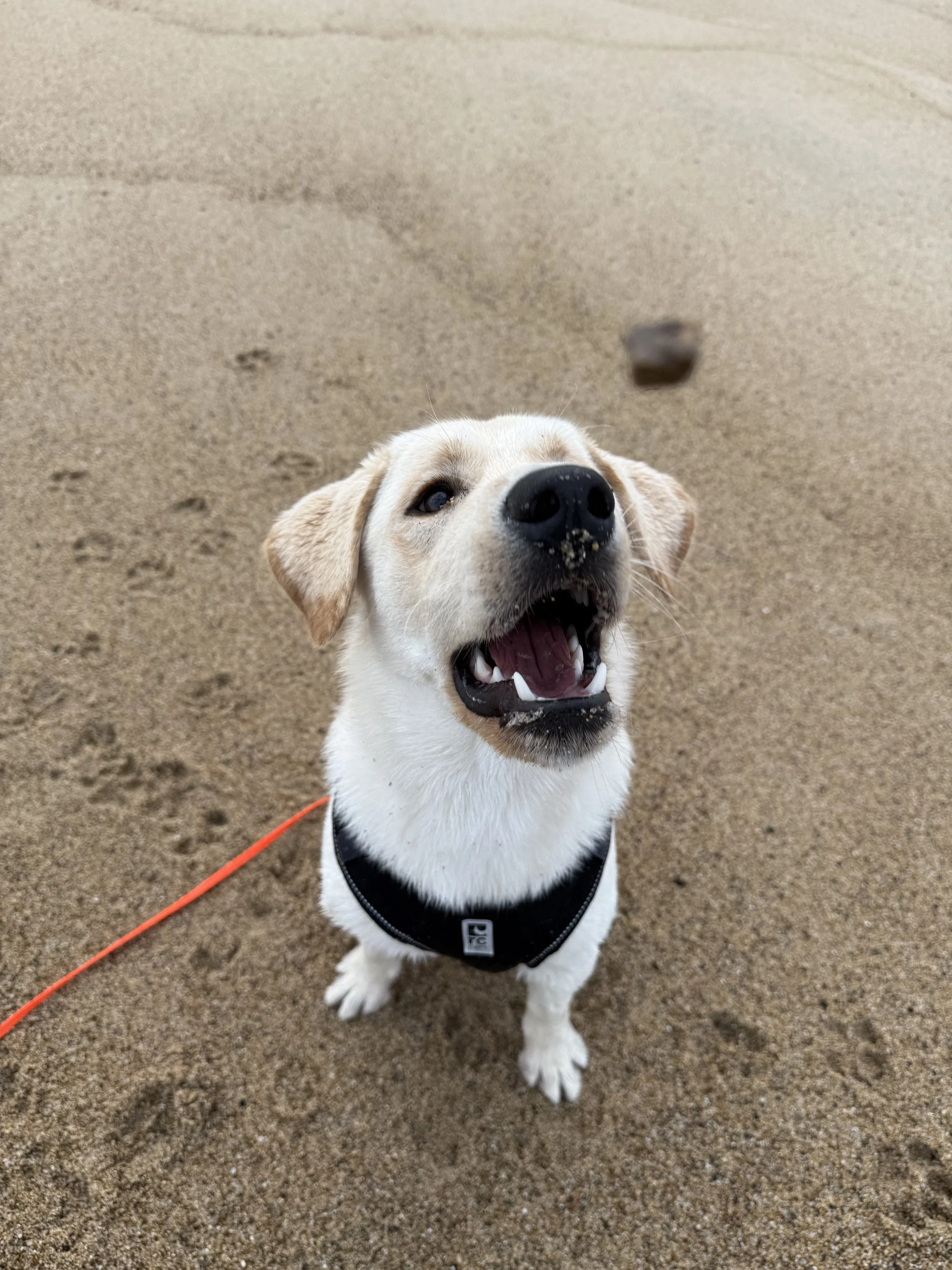 A happy yellow Labrador Retriever dog sitting on sand at the beach, looking up with its mouth open and tongue slightly out, wearing a black harness with an orange leash.