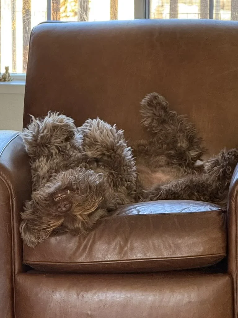 A brown, fluffy dog lying on its back on a leather armchair with one paw in the air, inside a room with a window in the background.