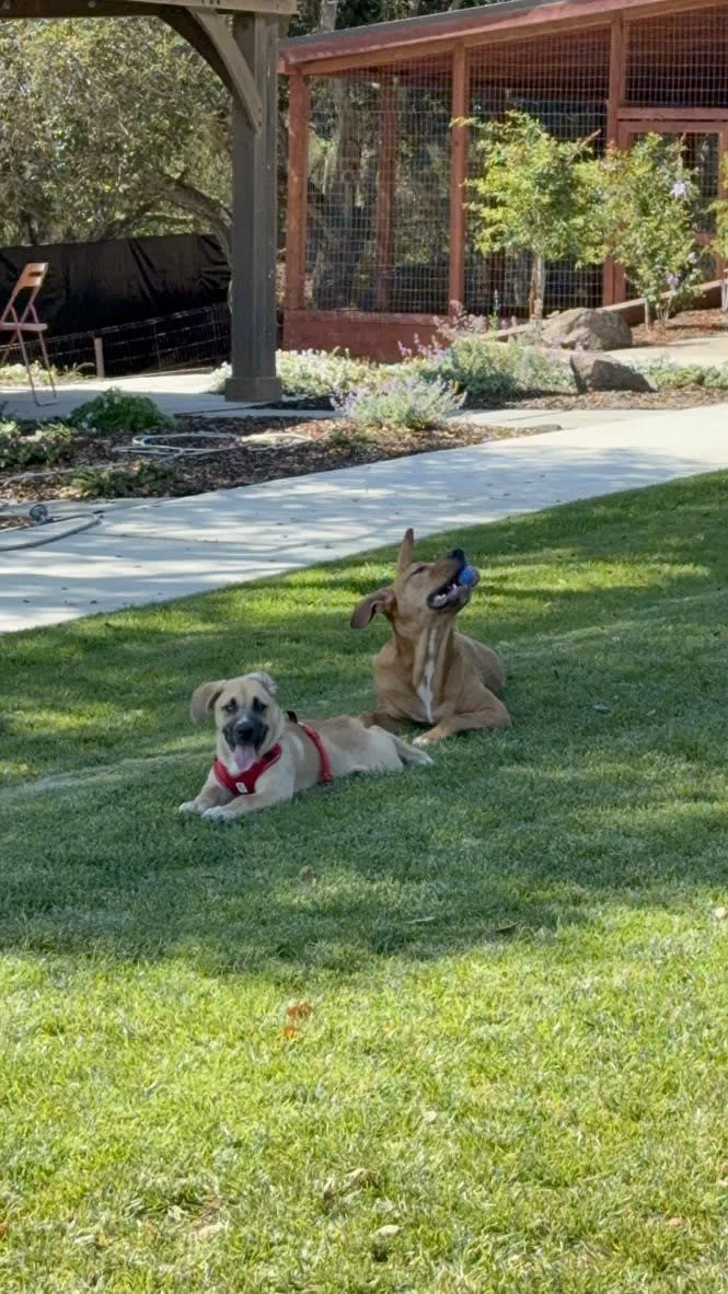 Two dogs resting on a grassy lawn, one with a red harness and the other playing with a blue ball in its mouth, in a backyard with a wooden structure and trees in the background.