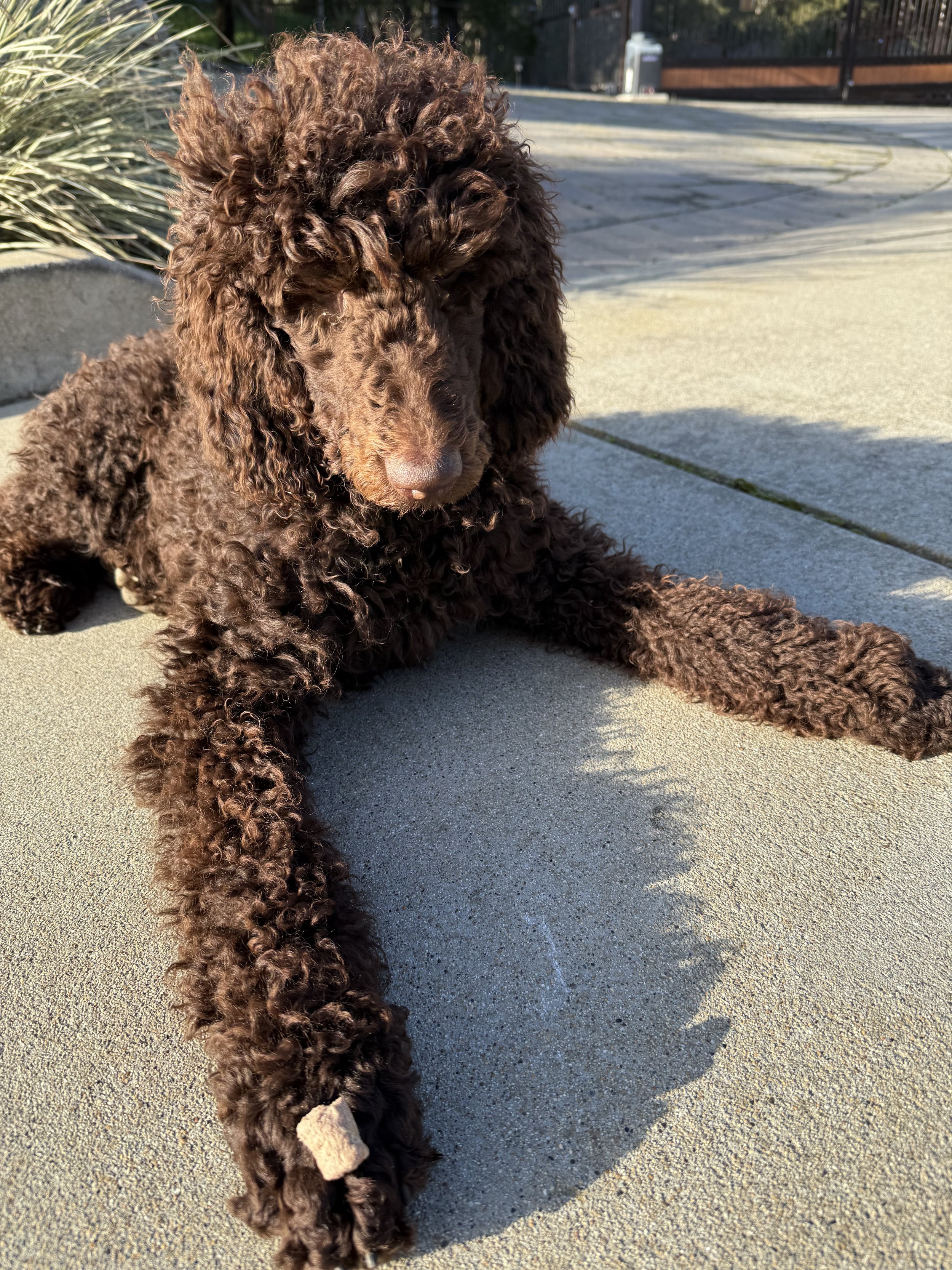 Close-up of a brown curly-haired puppy lying on concrete pavement outside, with a shadow cast on the ground.