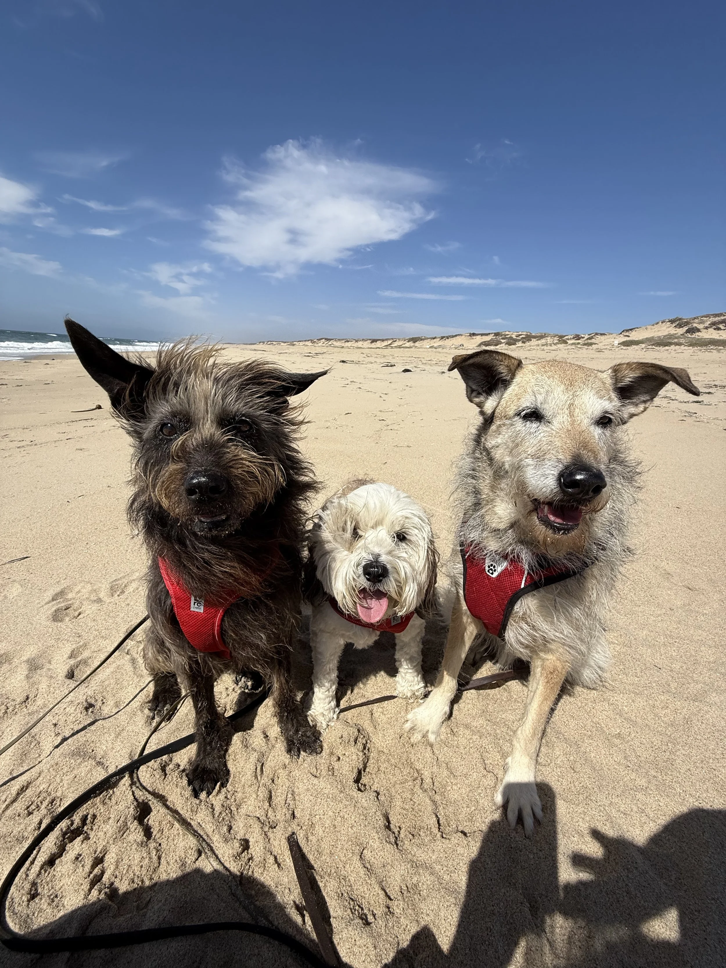 Three dogs sitting on a sandy beach with blue sky and ocean in the background