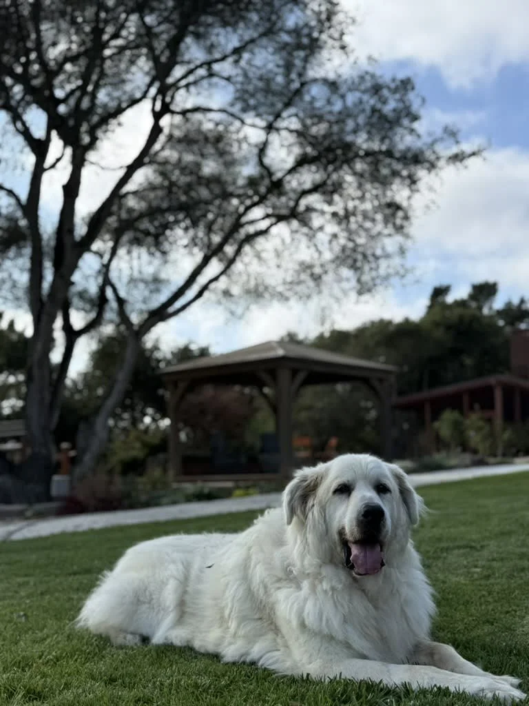 Large white dog lying on green grass in a park with trees and a gazebo in the background on a partly cloudy day.