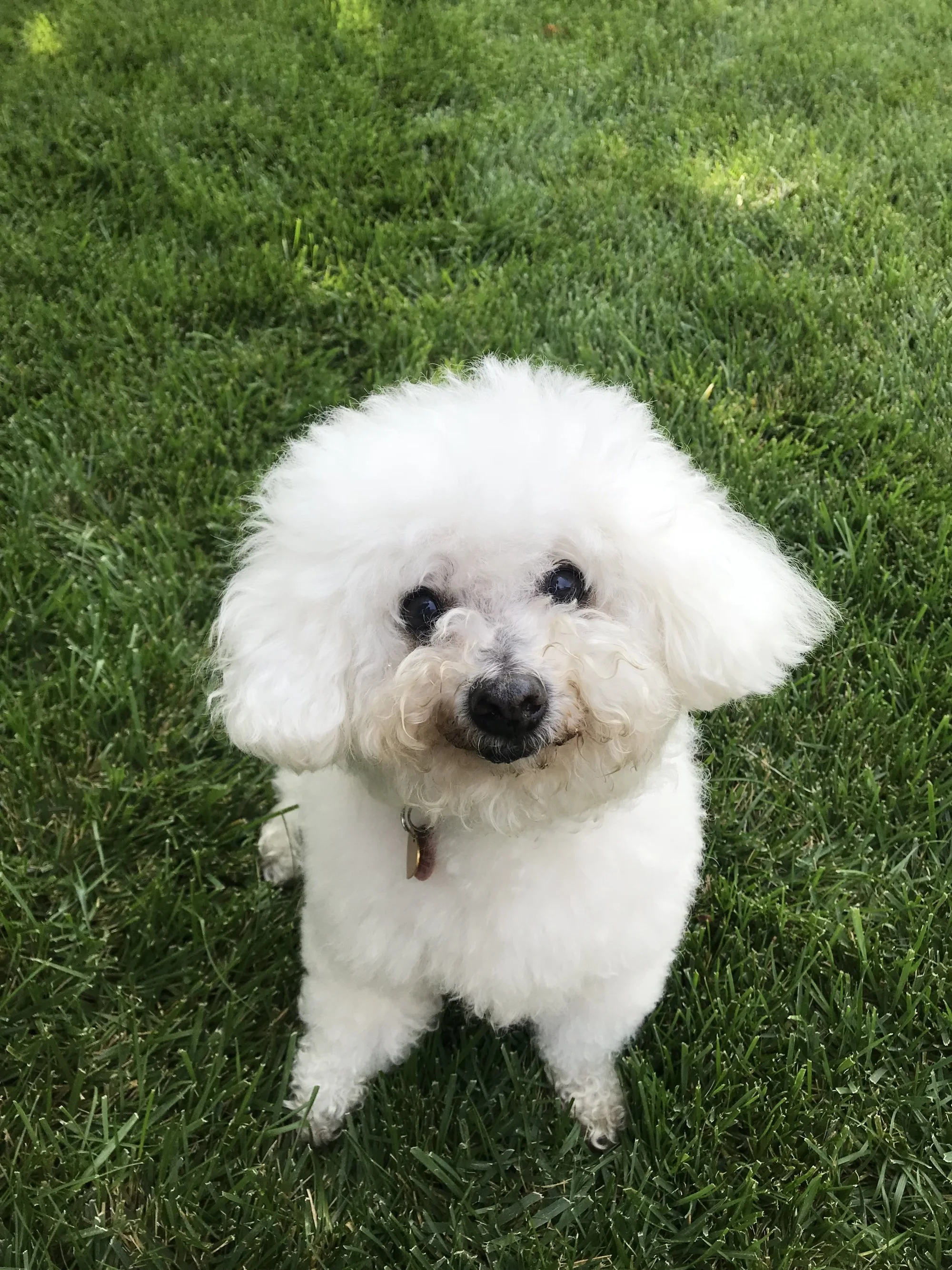 A small white fluffy dog with black eyes and nose looking up on green grass.