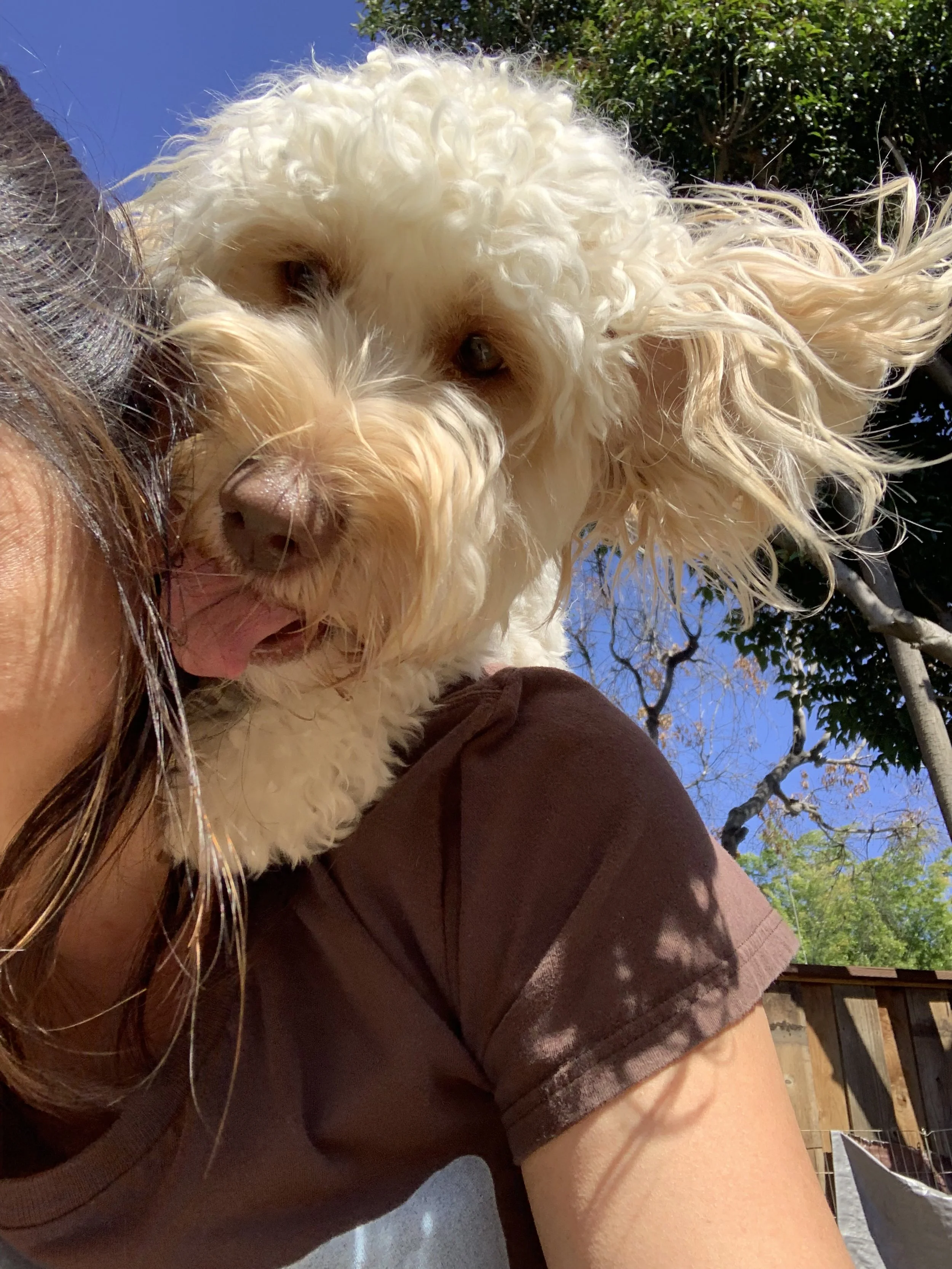 Close-up of a curly-haired, cream-colored dog resting on a person's shoulder outdoors, under a blue sky with trees in the background.