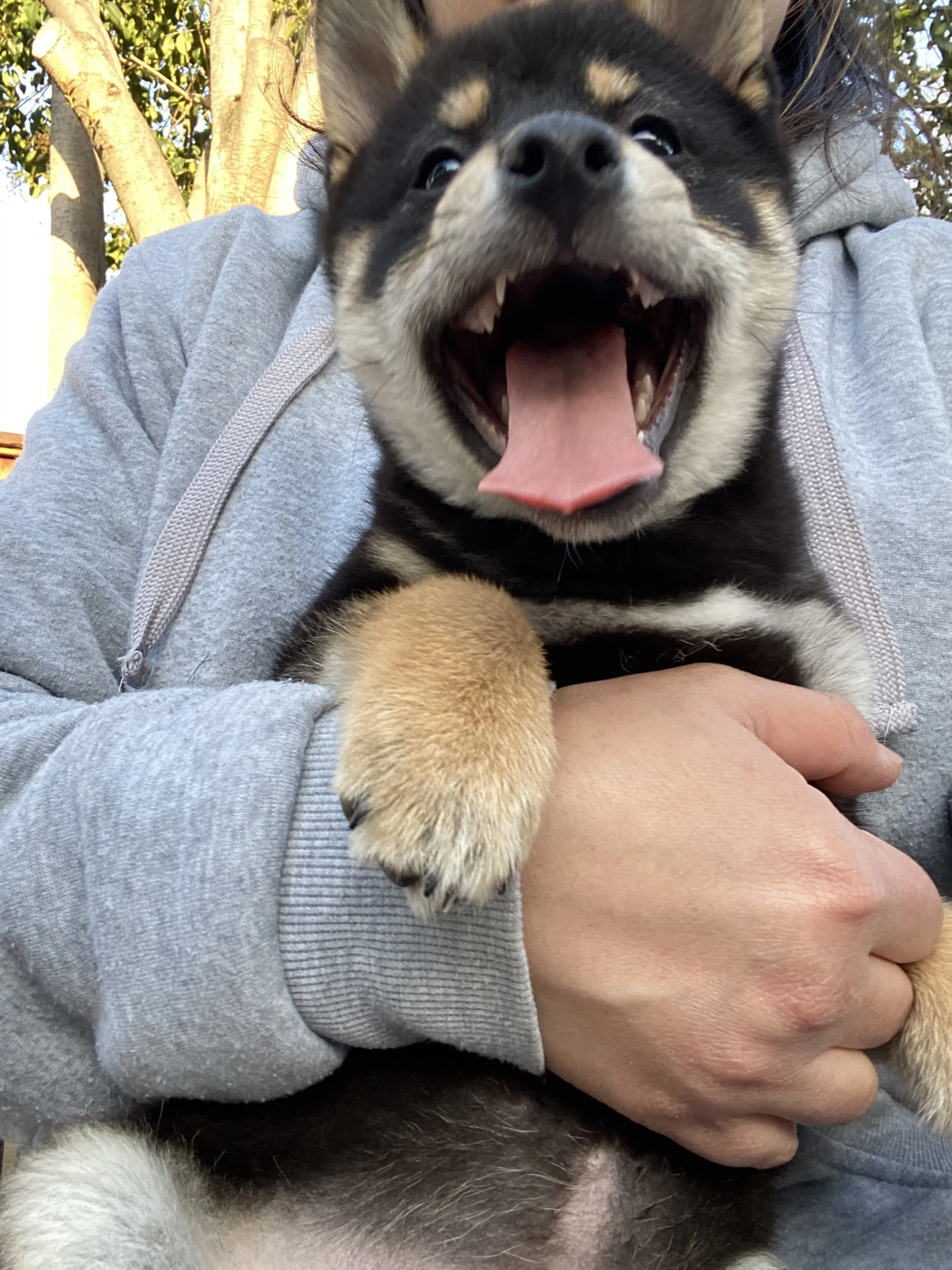 A person holding a happy, open-mouthed, black and tan puppy with a pink tongue outdoors, with trees in the background.