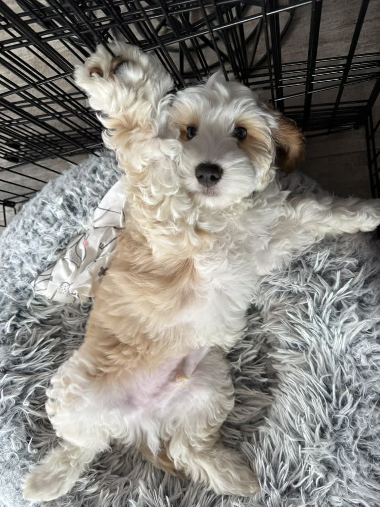 A cute fluffy puppy with light-colored curly fur lying on its back in a soft, gray, faux fur bed inside a pet crate.