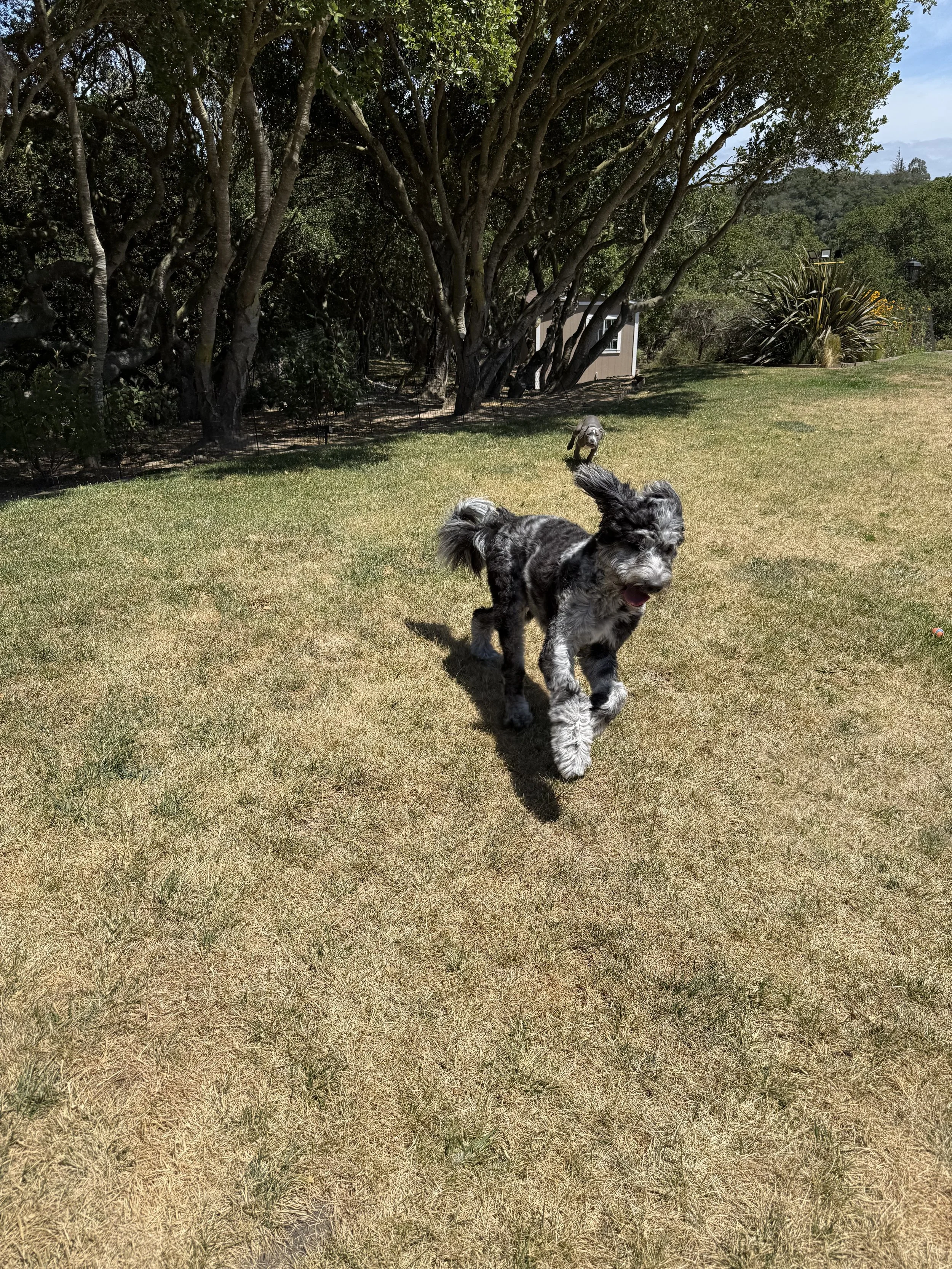 A black and white dog running on a lawn with trees and a small building in the background.