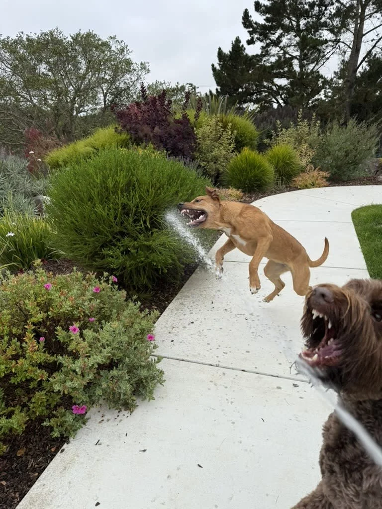 Two dogs barking on a sidewalk near lush green bushes and plants, with trees in the background.