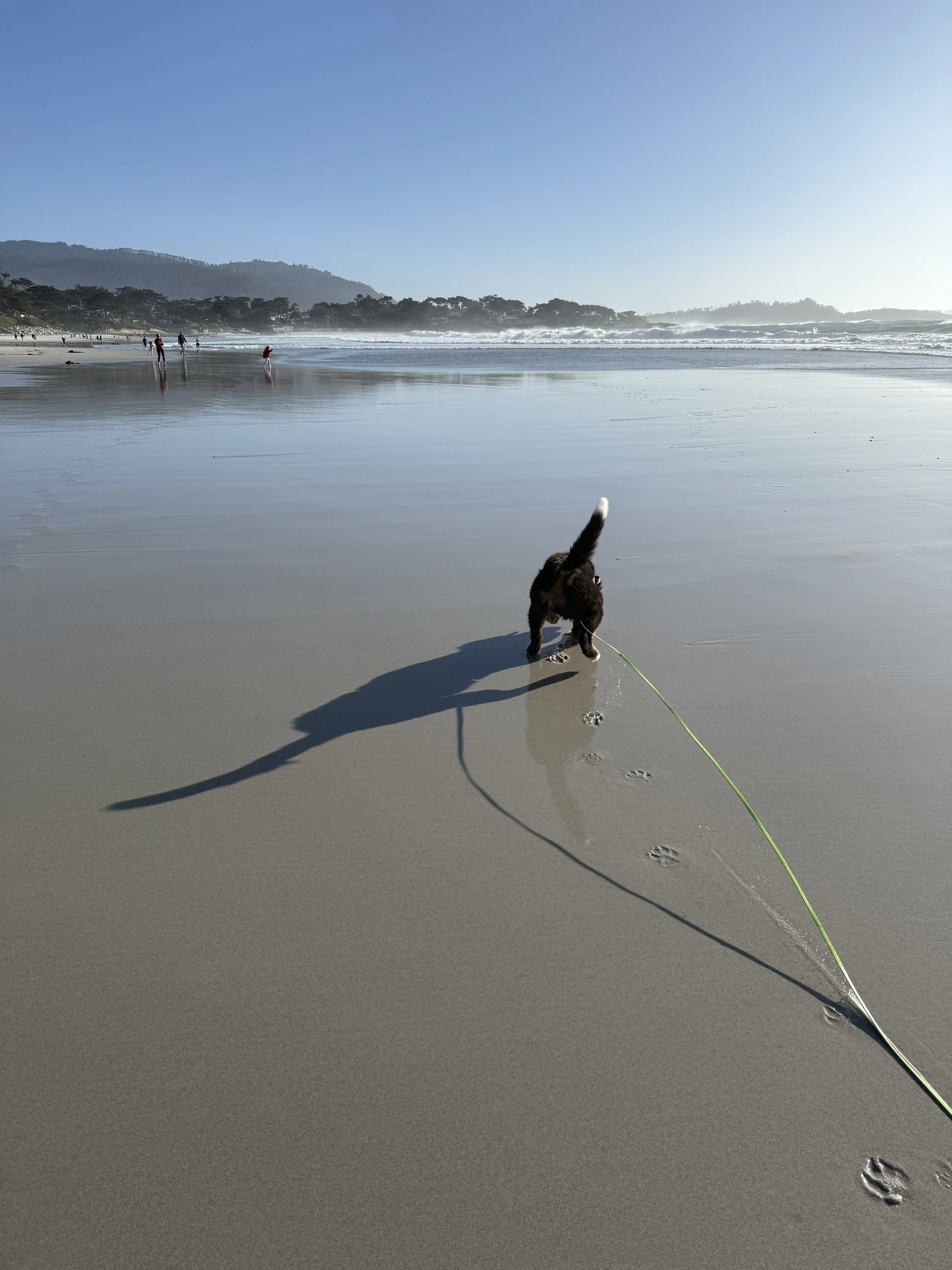 A dog walking on wet sand at the beach, leaving paw prints behind, with ocean waves in the background and people in the distance.