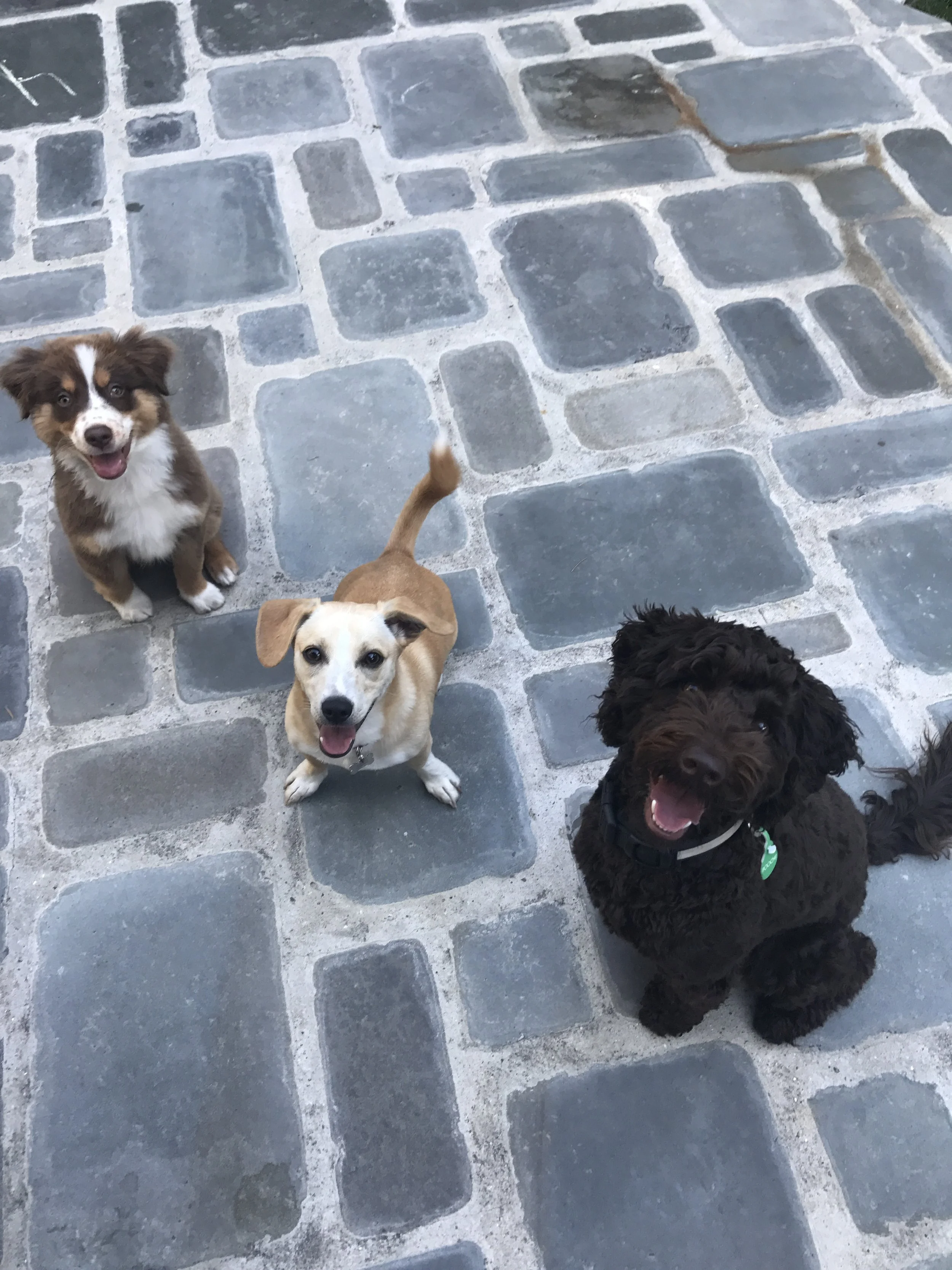 Three dogs sitting on a stone-paved surface, looking up at the camera with happy expressions.