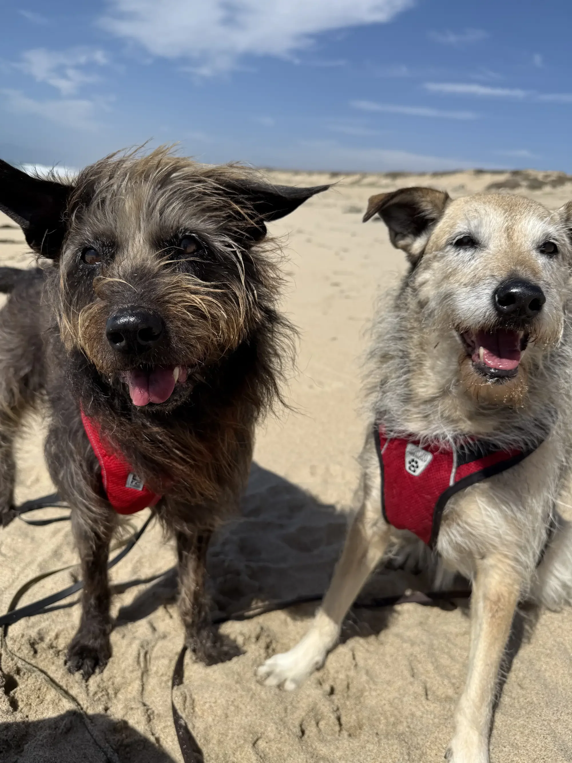 Two dogs with red harnesses sitting on sandy beach, under blue sky with some clouds.