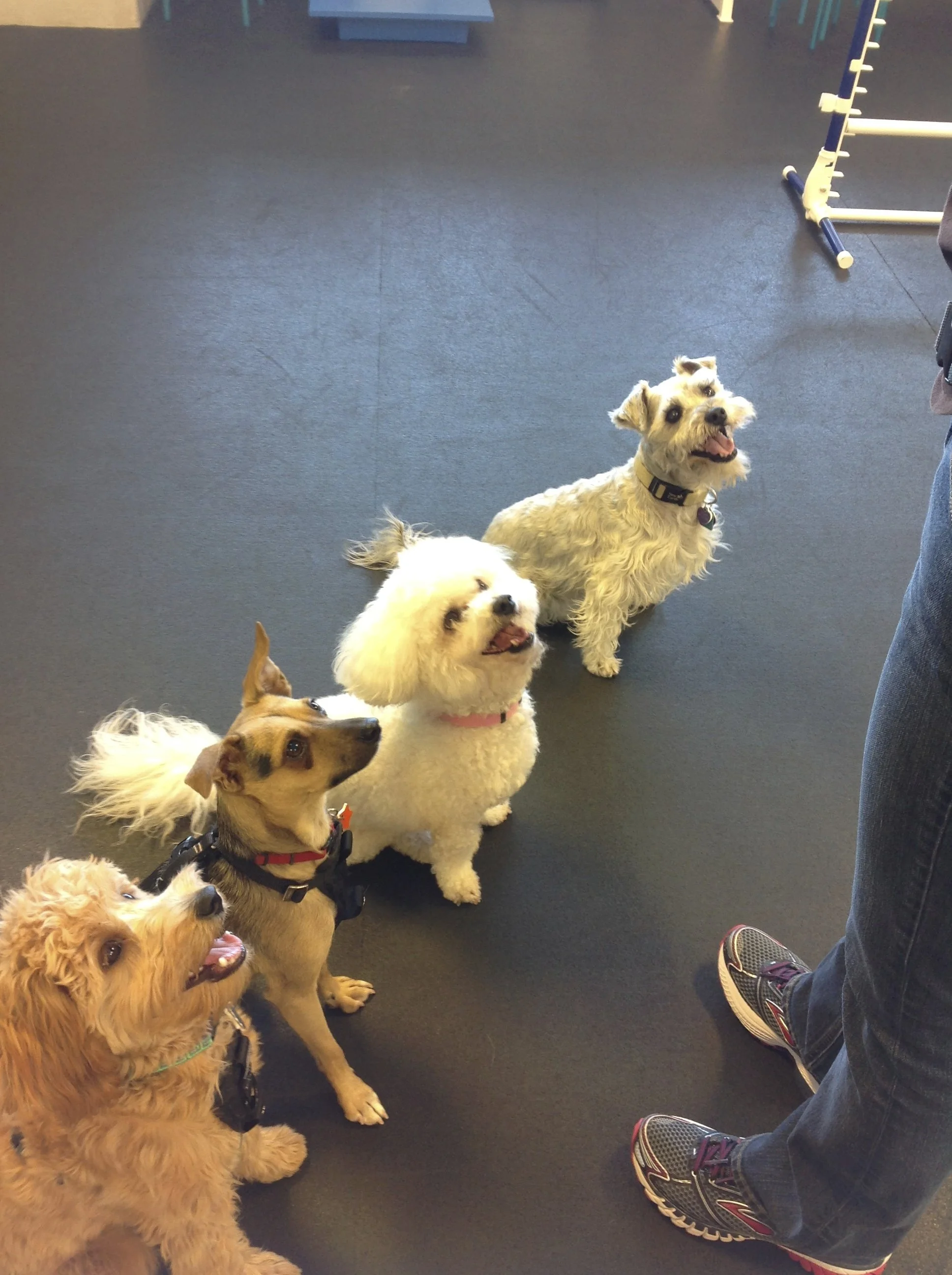 Four dogs sitting indoors on a dark floor, with a person standing nearby. One of the dogs appears to be a terrier, and others are possibly a poodle and a mixed breed. All are looking attentively at the person.