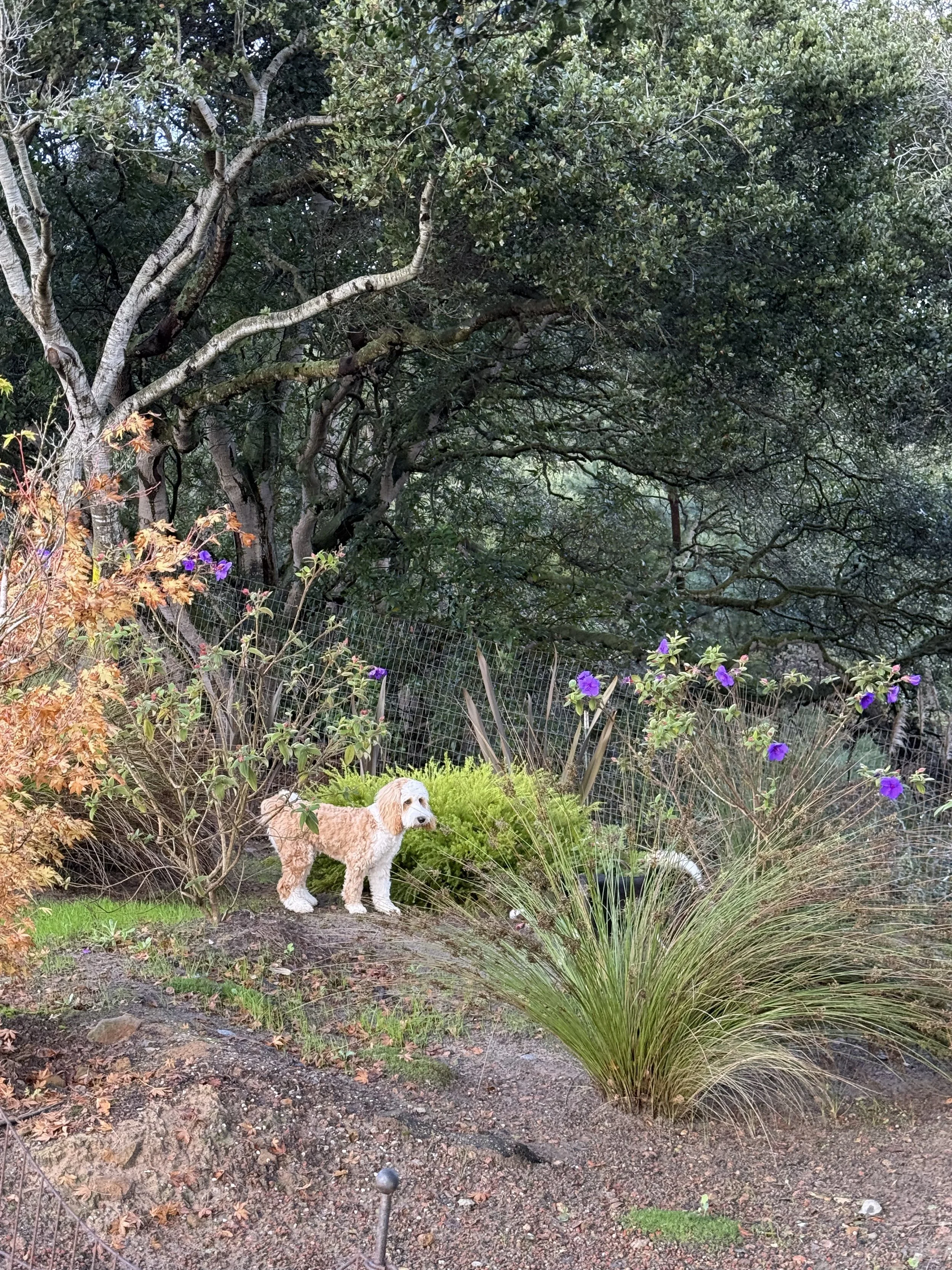 A dog standing on a garden mound next to purple flowers and tall grass, with a large tree and dense green foliage in the background.