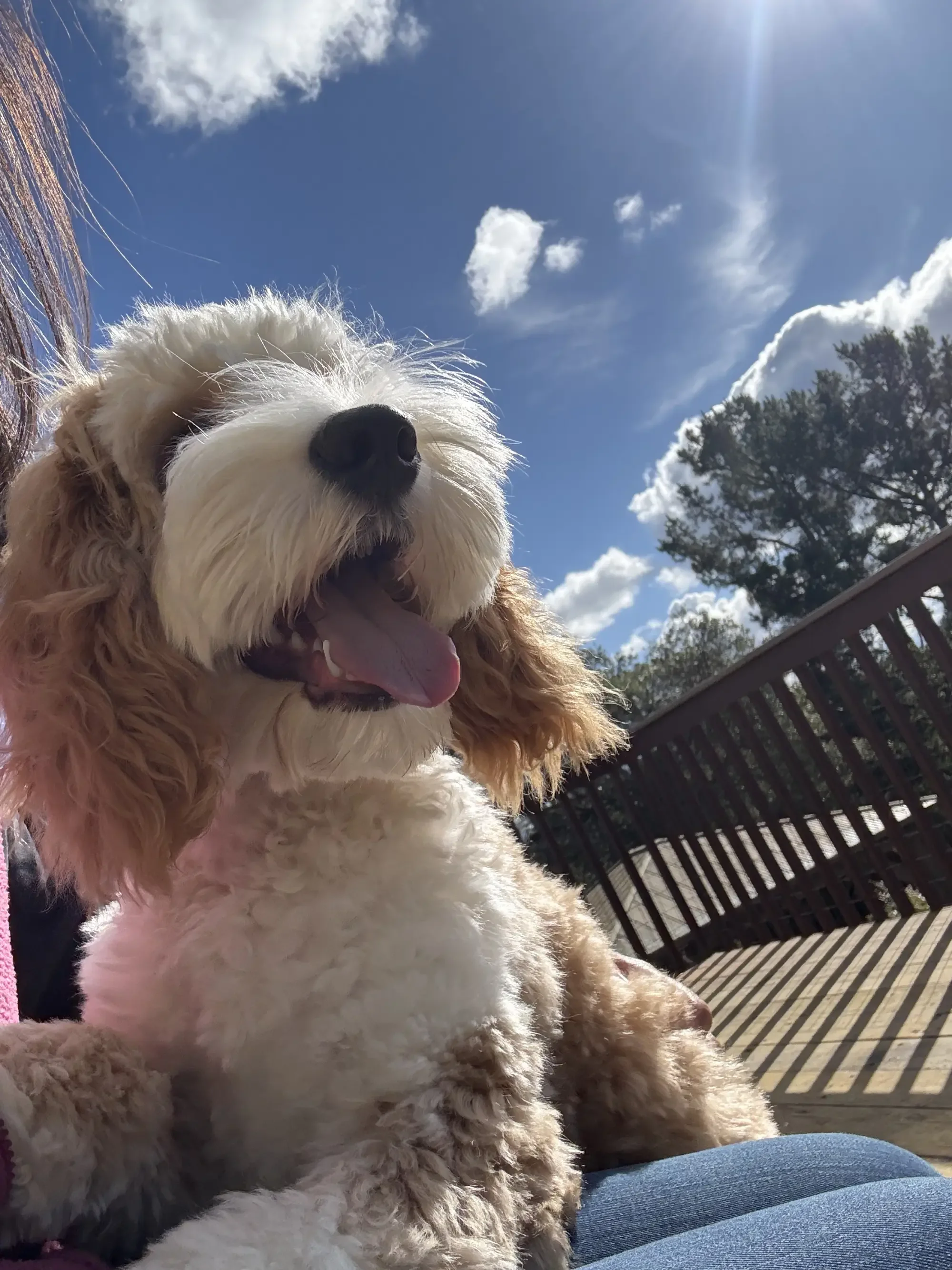 A happy golden and white dog with floppy ears and a black nose, sitting outdoors on a sunny day with a blue sky, clouds, and trees in the background.