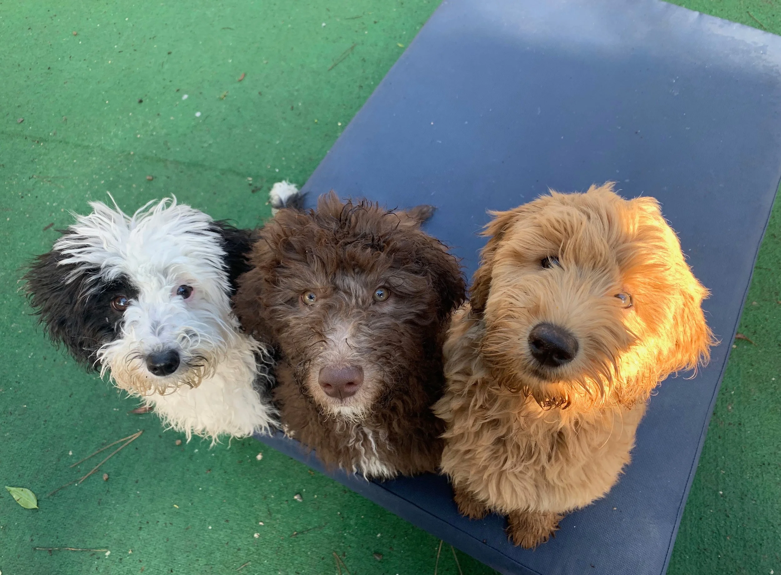 Three adorable Labradoodle puppies sitting on a blue mat on green outdoor ground, looking up at the camera.