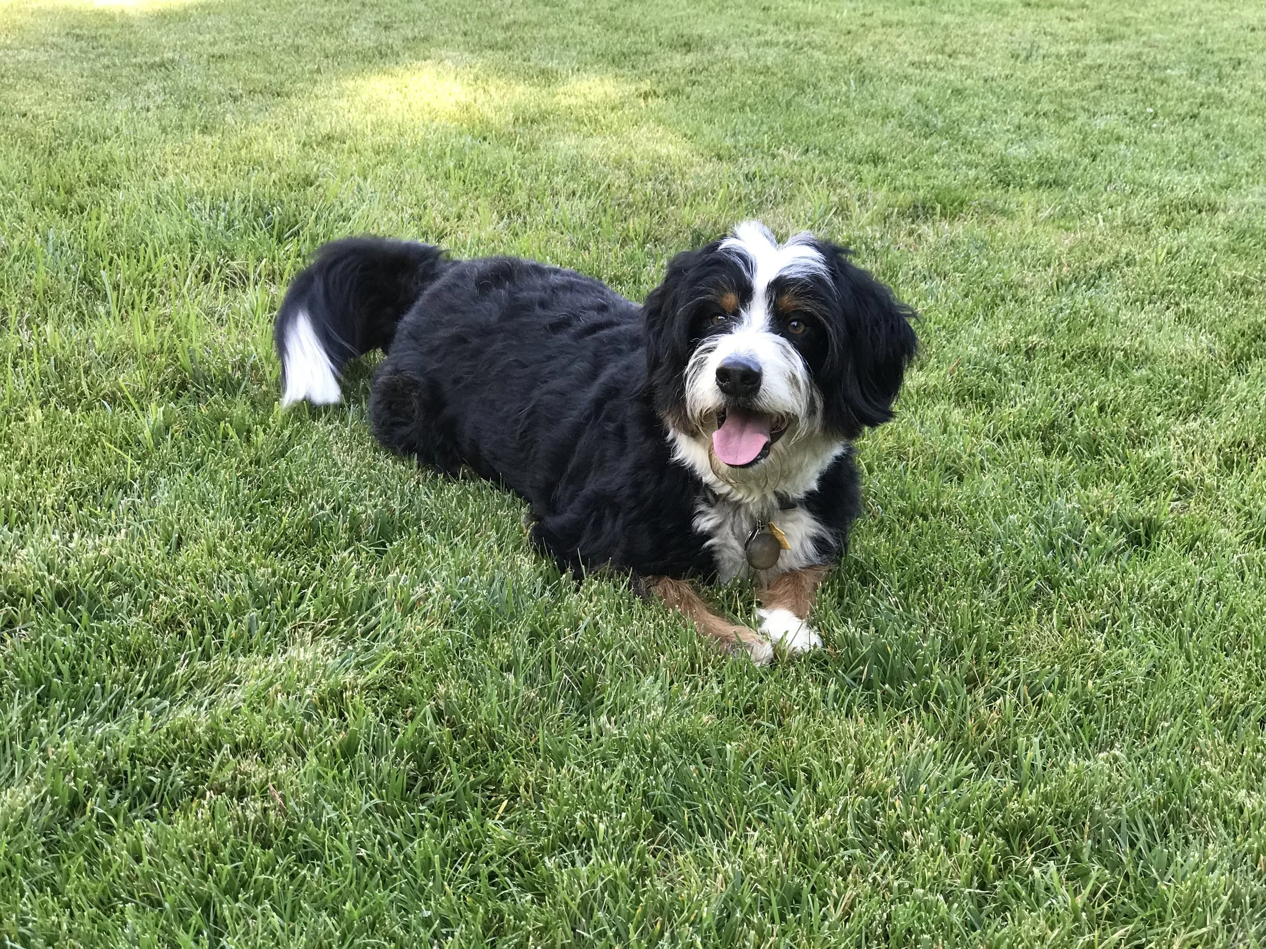 A black, white, and brown dog lying on green grass, looking at the camera with a pink tongue out.