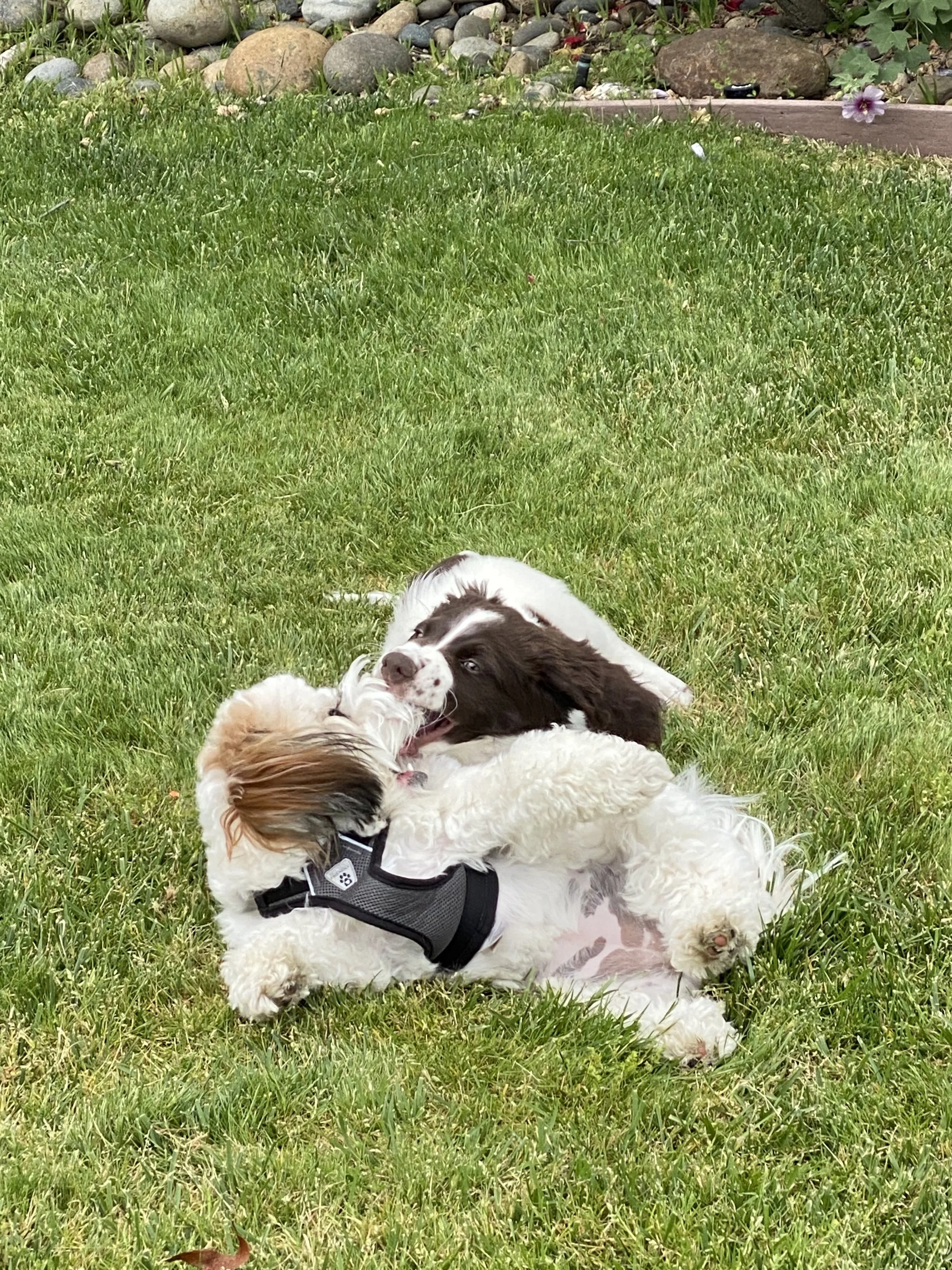 A large, fluffy white dog lying on green grass in a park or garden, with trees and a wooden pavilion in the background under a partly cloudy sky.