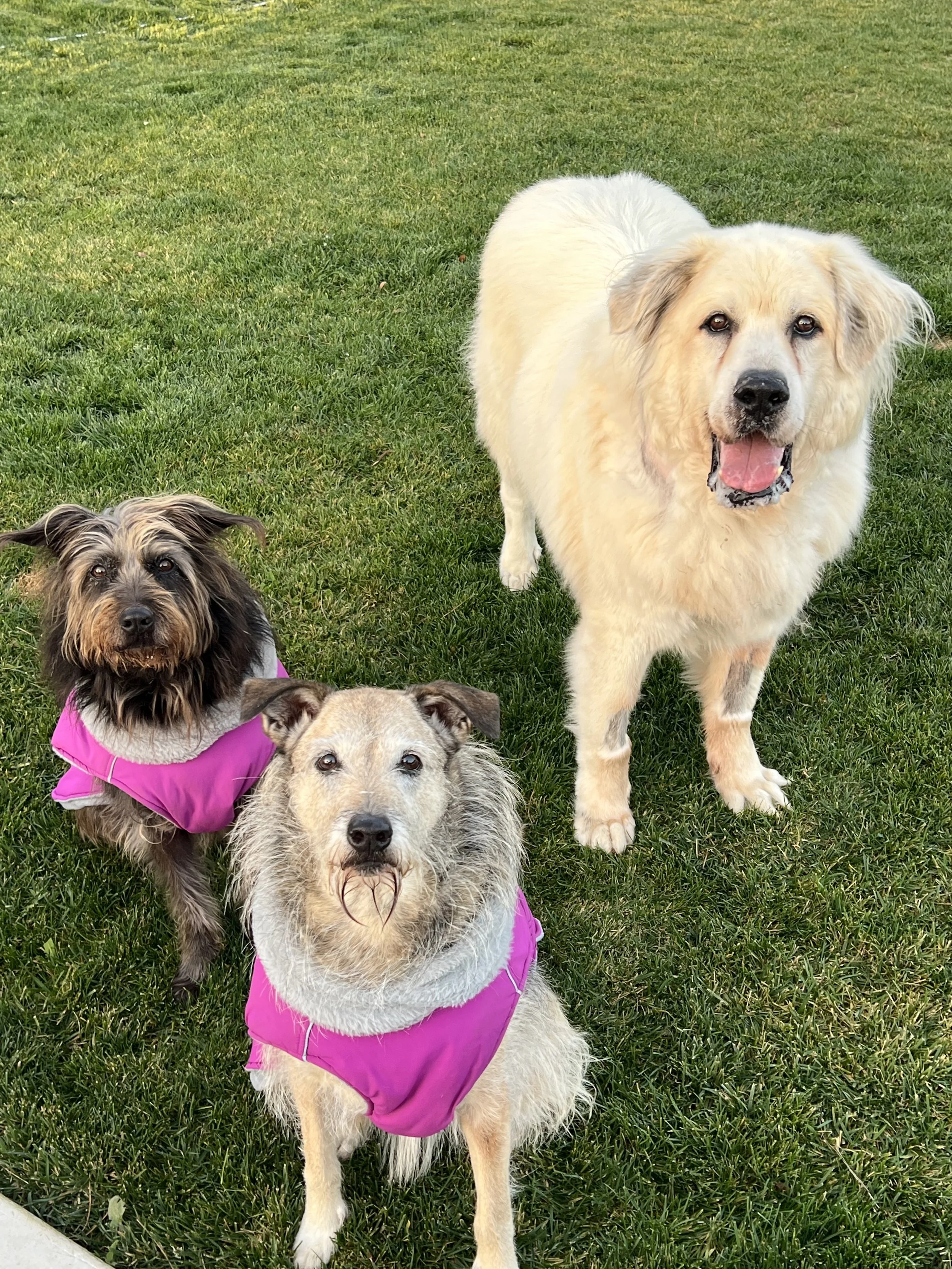 Three dogs standing on grass, two wearing pink jackets and the other is a large, fluffy, light-colored dog.