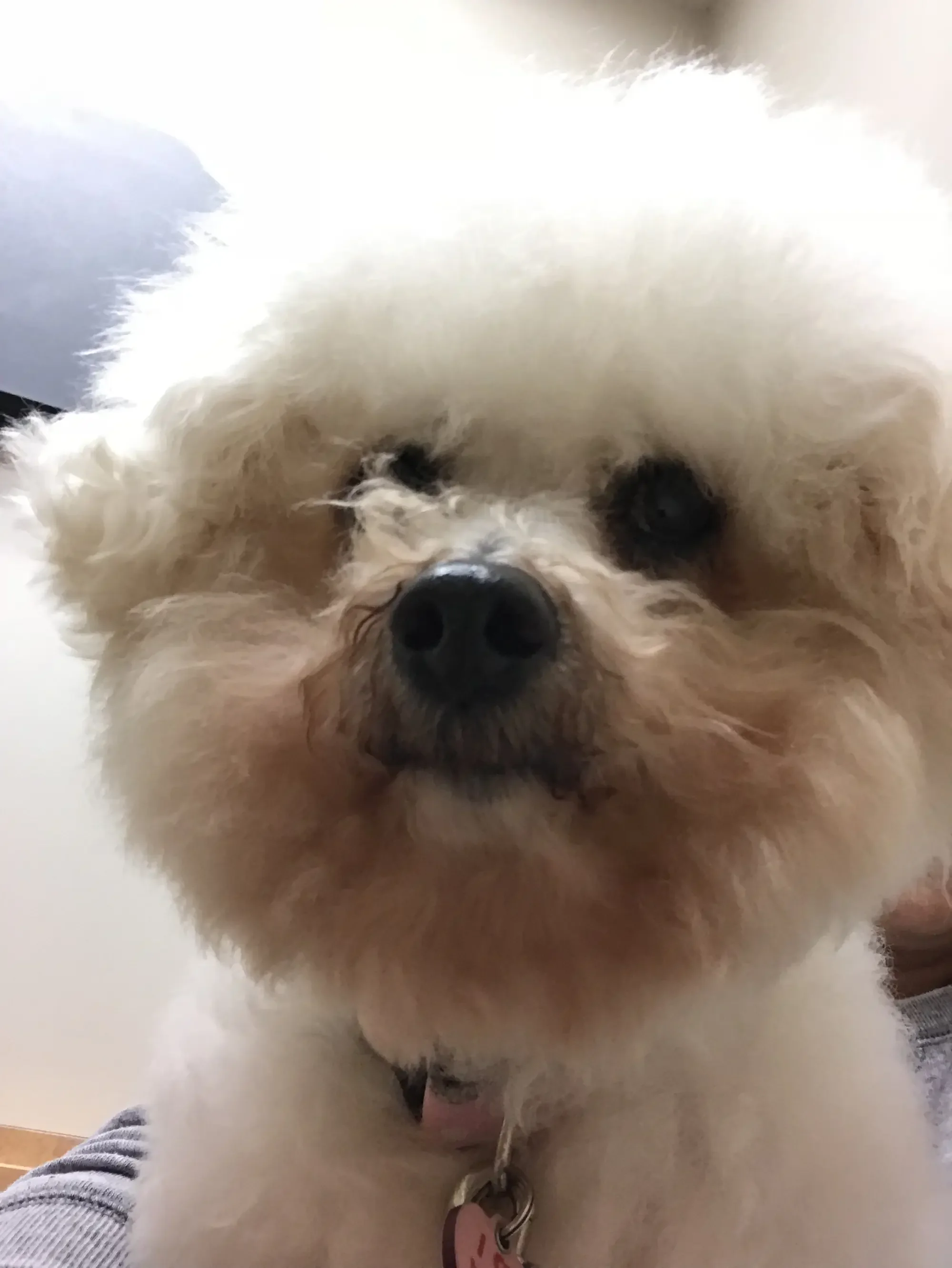 Close-up of a small, fluffy, white dog with dark eyes and a black nose, looking at the camera.
