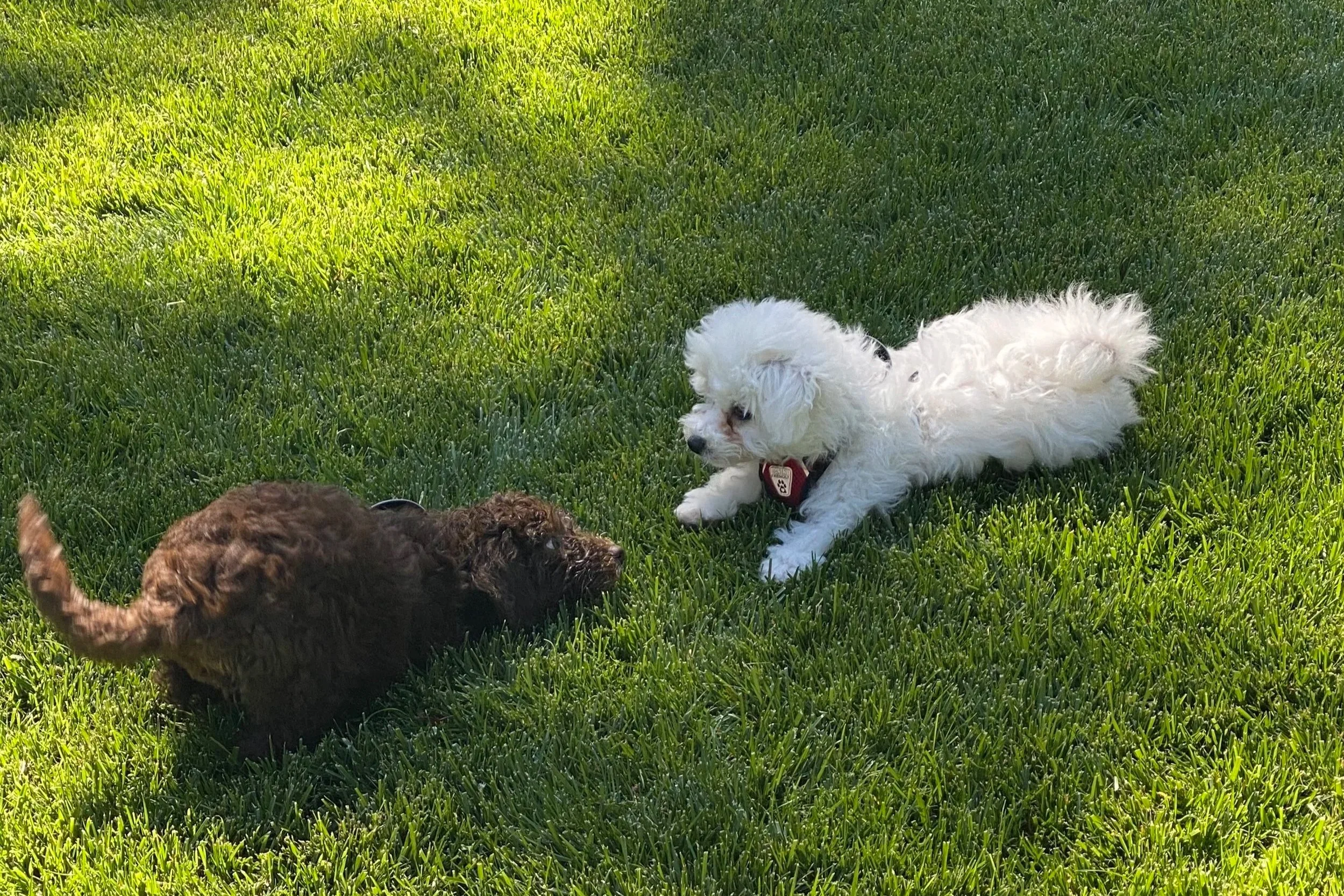 Two puppies, one white and one brown, playing on a green grassy lawn.