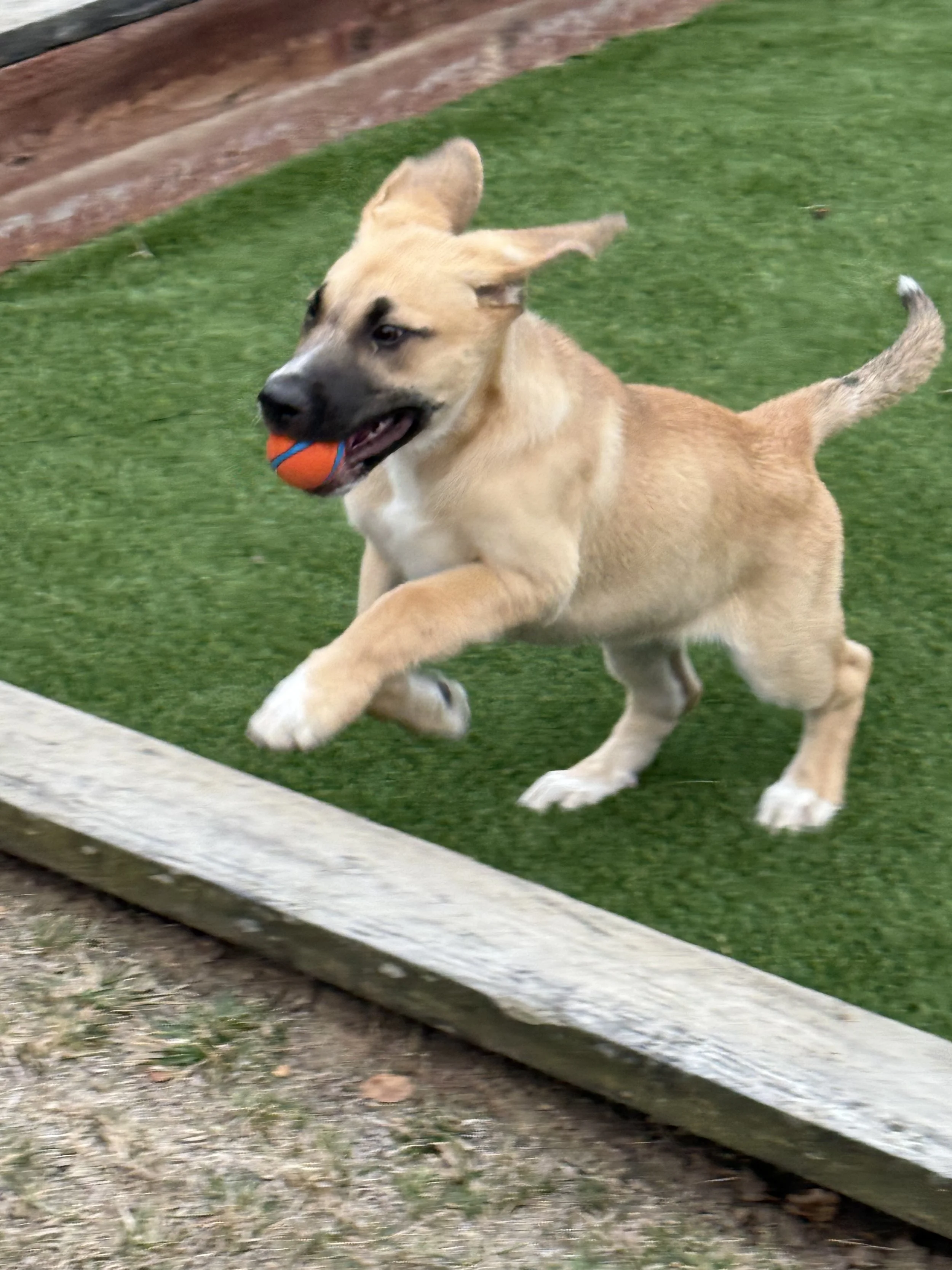 A playful puppy running on artificial grass with a small orange and blue ball in its mouth.