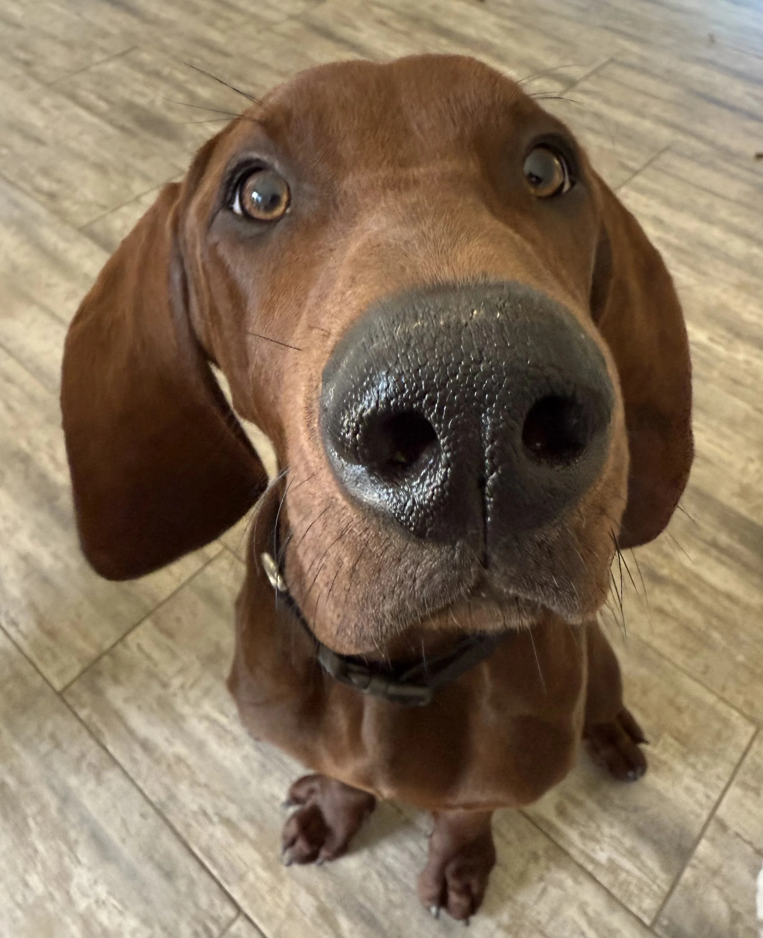 Close-up of a brown dachshund dog with large nose, sitting on a wooden floor, looking up at the camera.