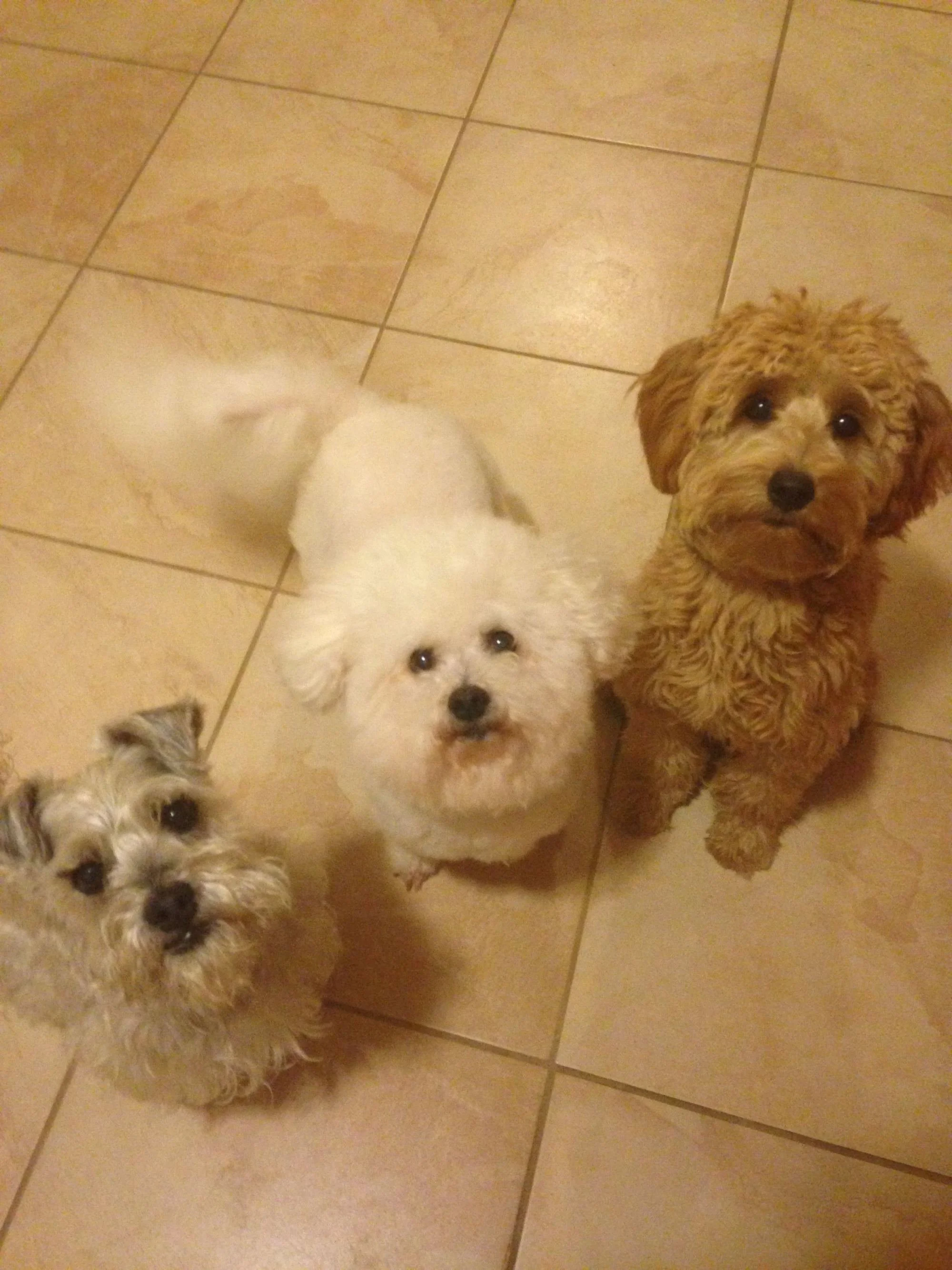 Four small dogs looking up at the camera, sitting on a beige tiled floor.