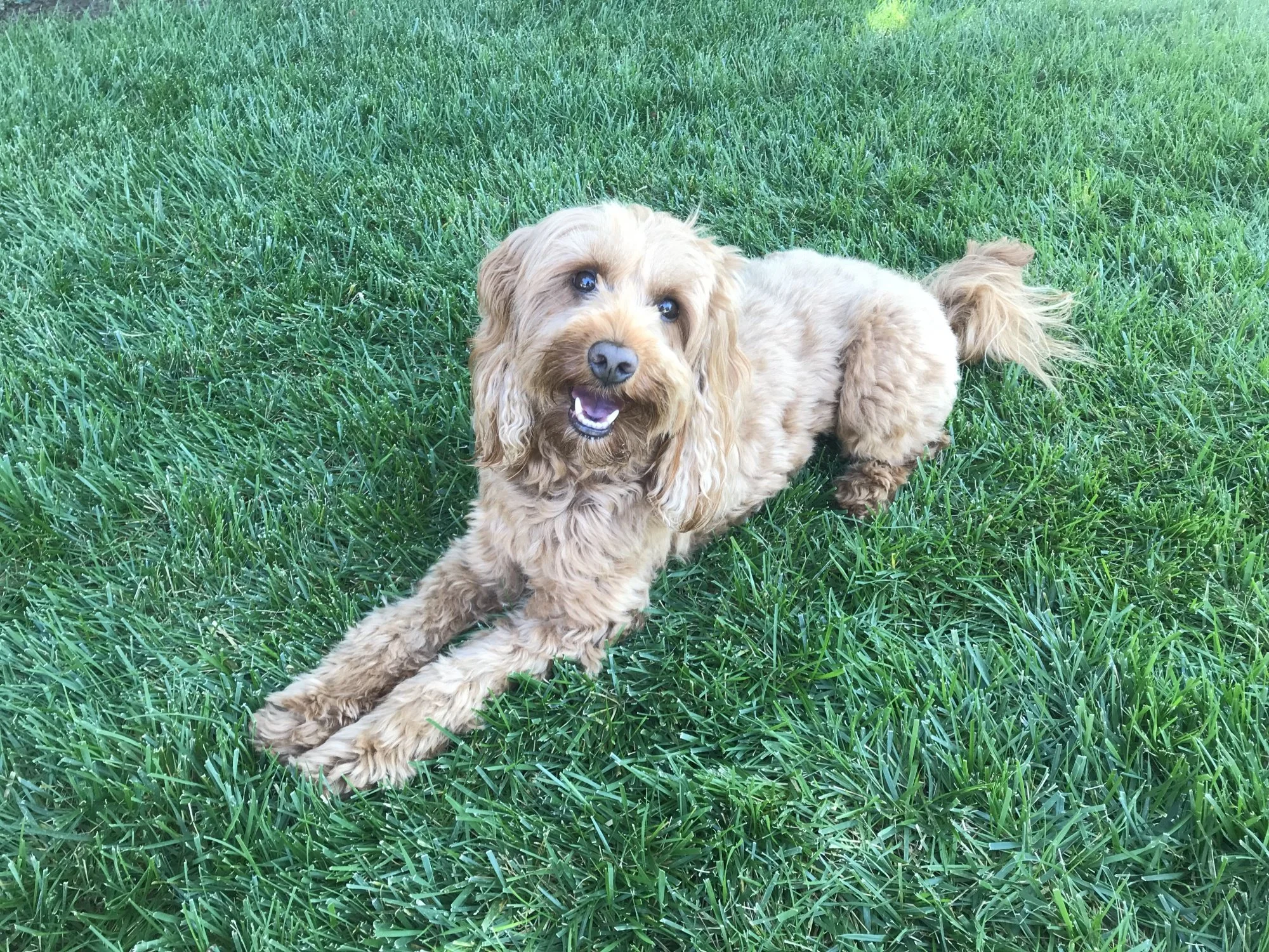 A happy light brown dog with curly fur lying on green grass, looking up.