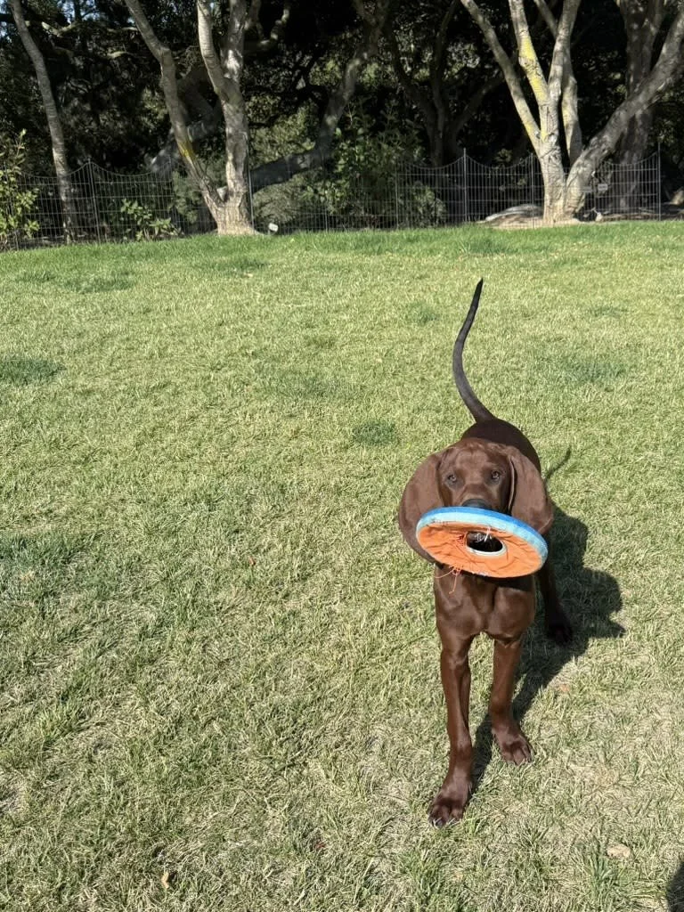 A brown dog outdoors on a grassy field, holding an orange and blue frisbee in its mouth, with trees and a fence in the background.