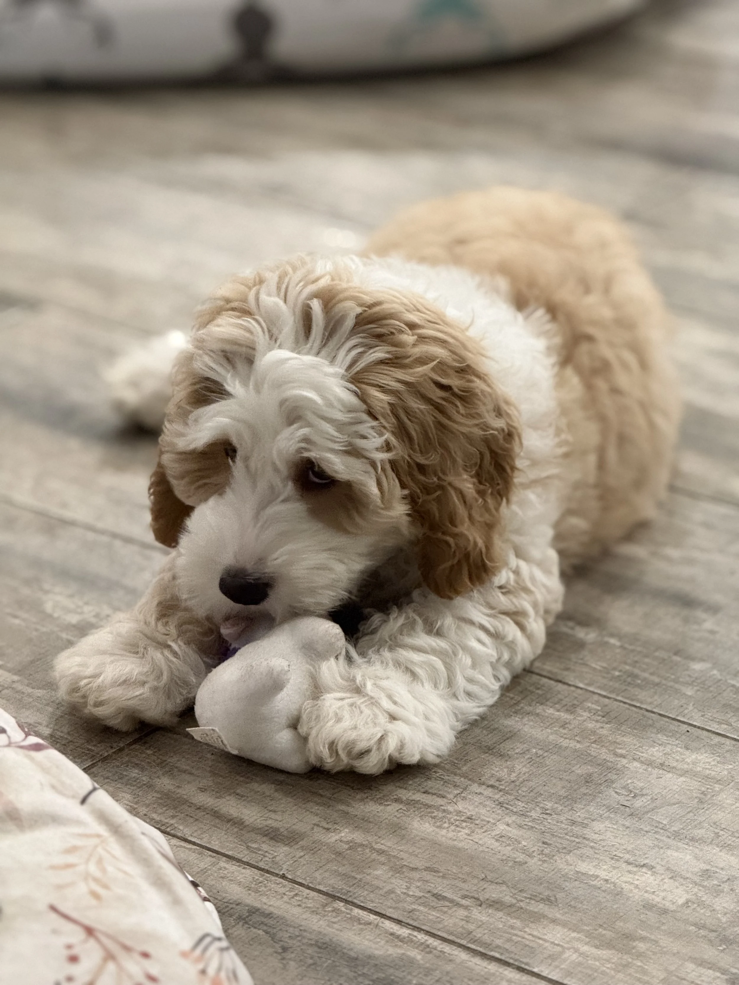 A fluffy puppy with curly fur playing with a white stuffed toy on a wooden floor.