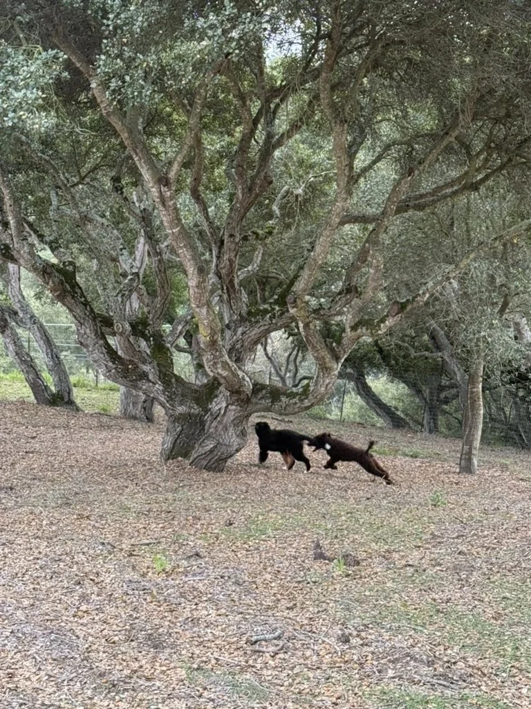 Two dogs playing near an old, large tree with twisted branches on a dirt ground.